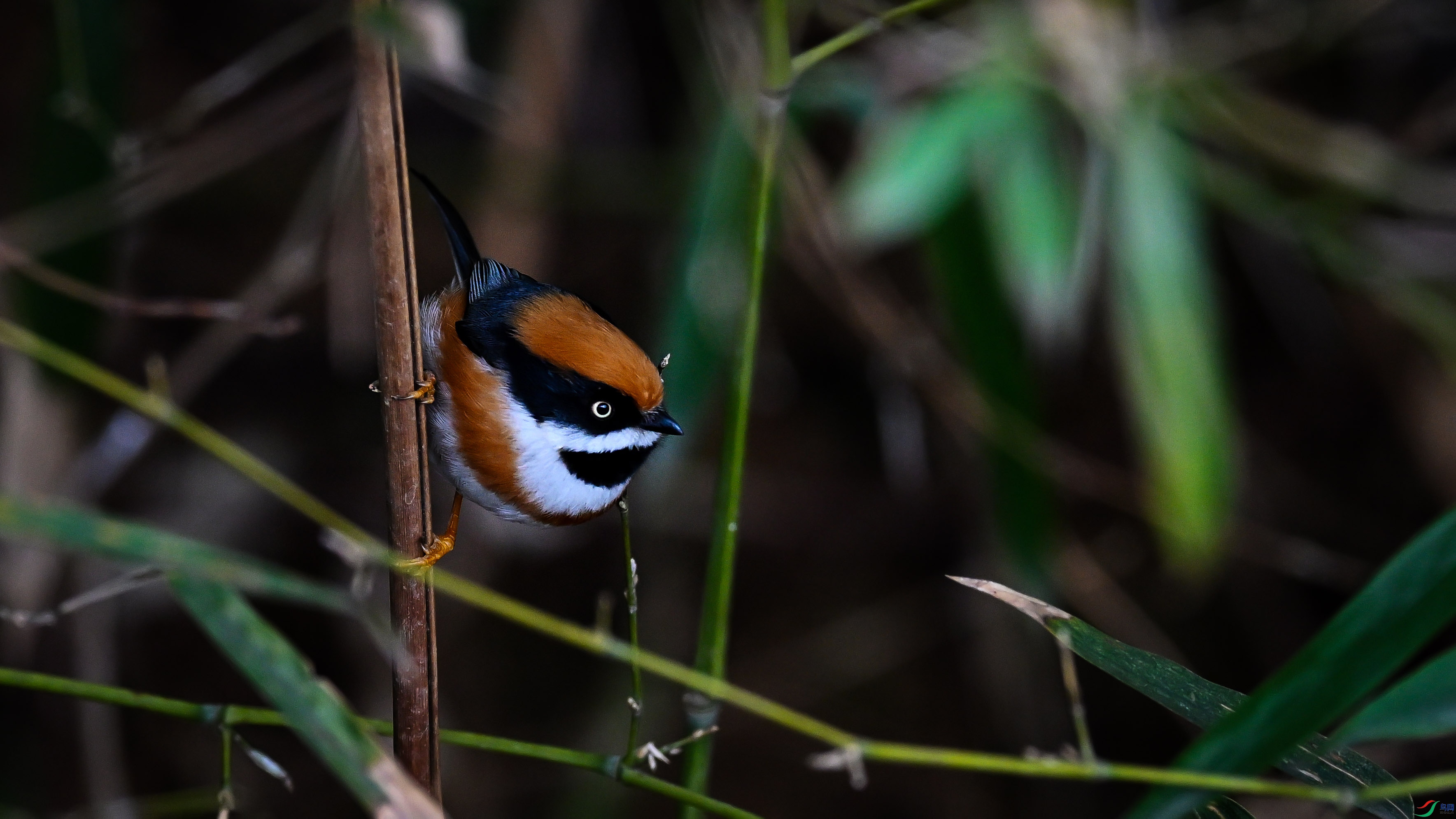 DSC_5342.jpg