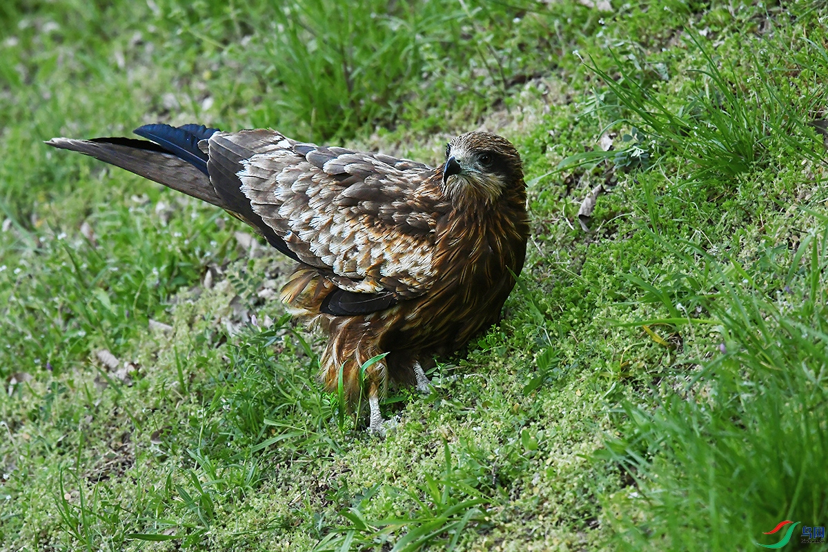 DSC_1235.JPG