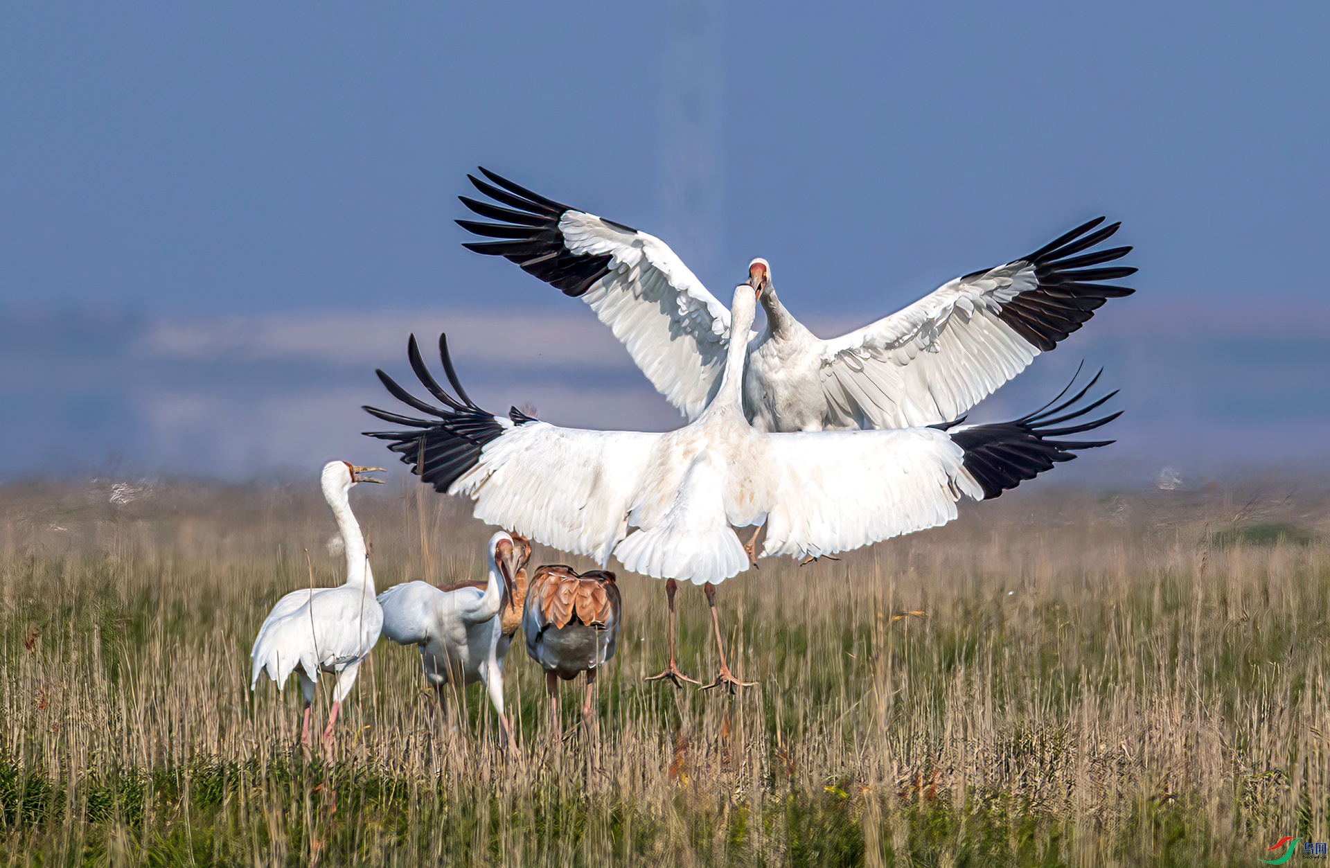 AS7I3064-----33  .jpg