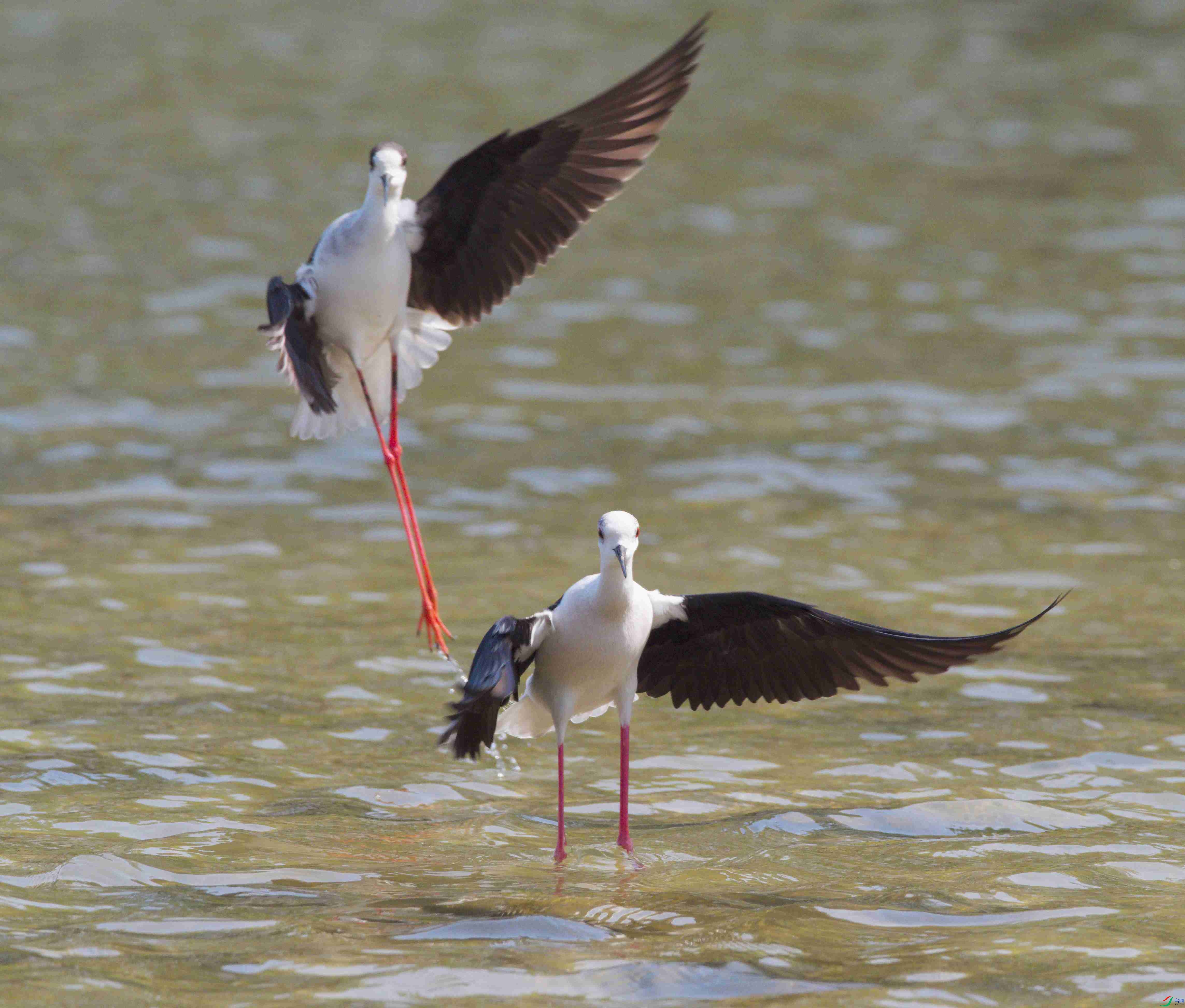 P4020021_����.jpg