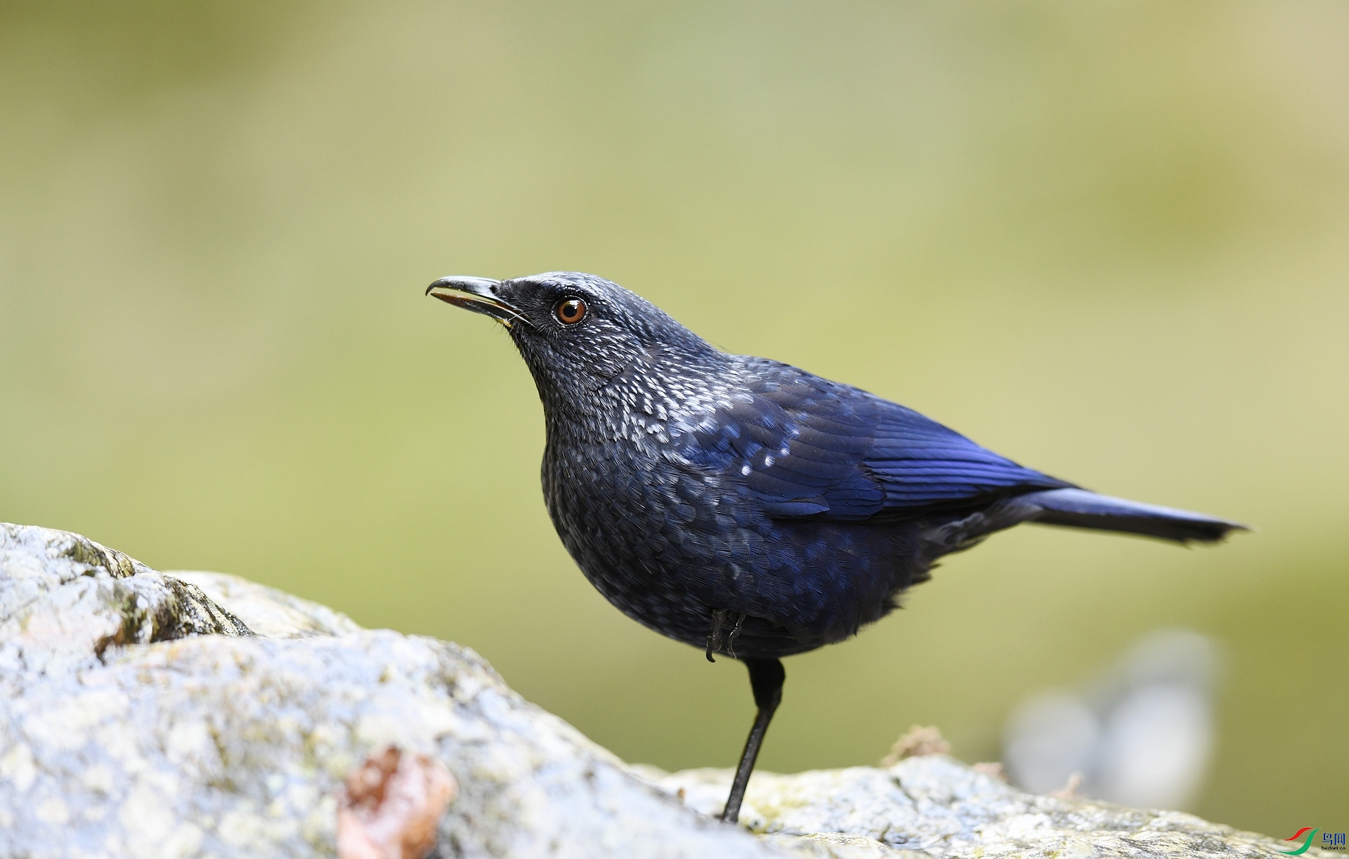 DSC_1715.jpg