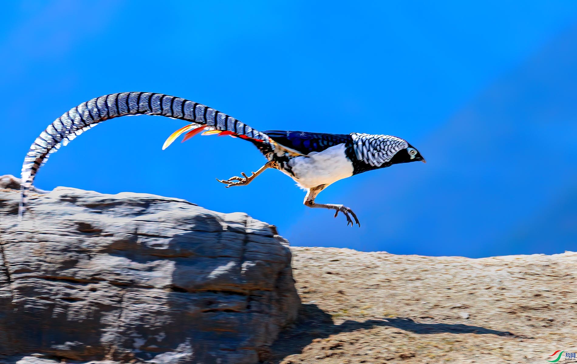 ����ѩӰ�£��׸������Ĵ�������