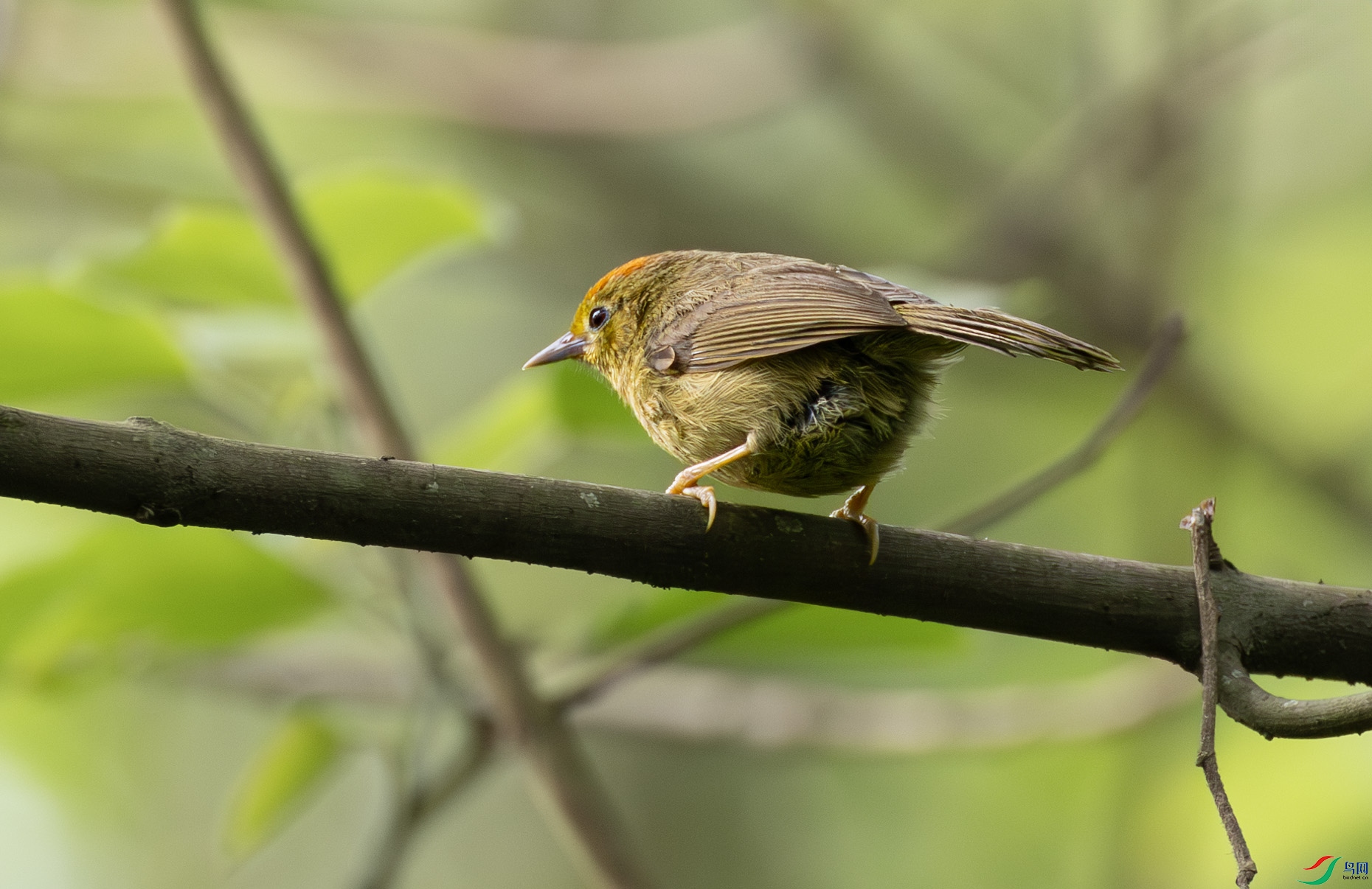 G47A0603-����ǿ-NR ����.jpg