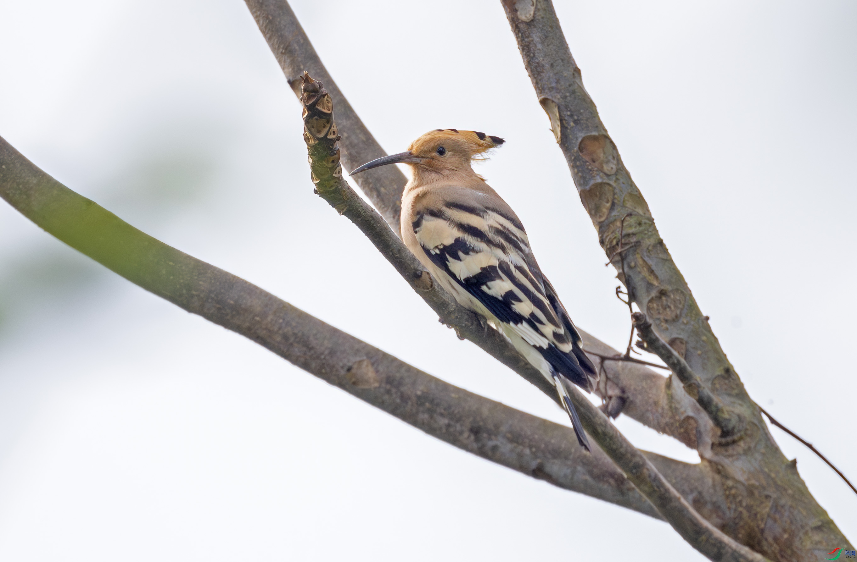 G47A0685-����ǿ-NR ����.jpg