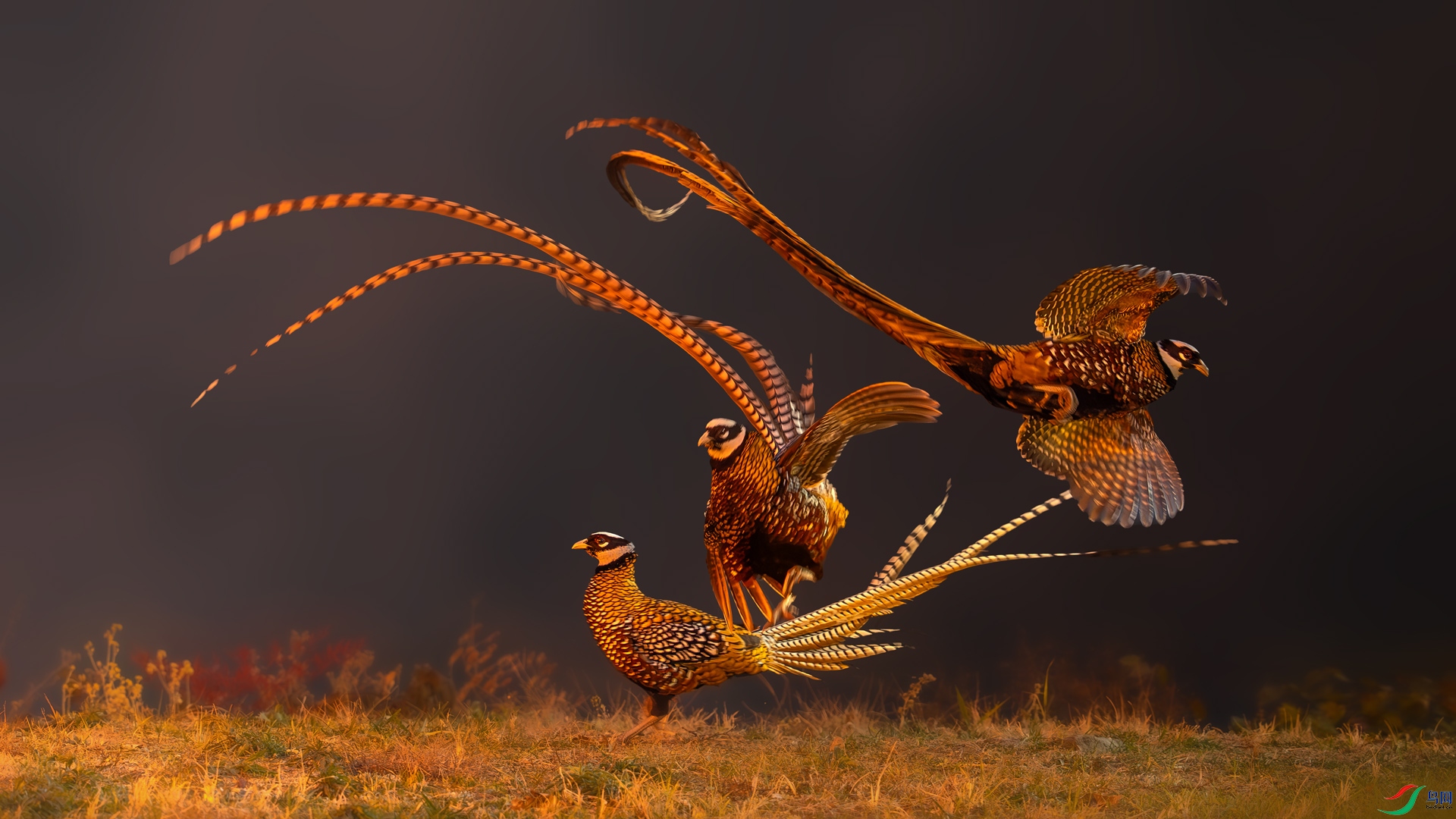 DSC06763.jpg