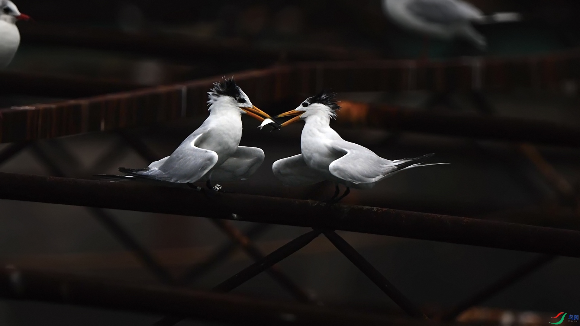 �ൺ�л���ͷ��Ÿ2.jpg