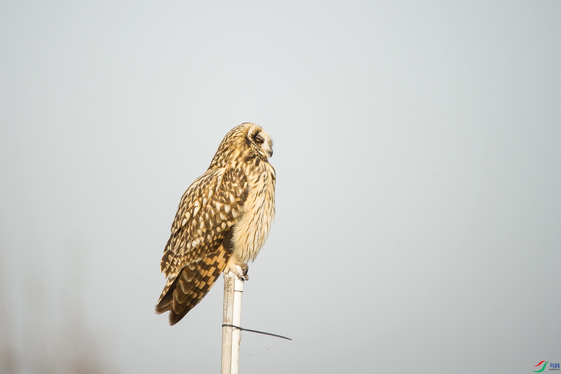 DSC_0276-20201206-�ü�.jpg