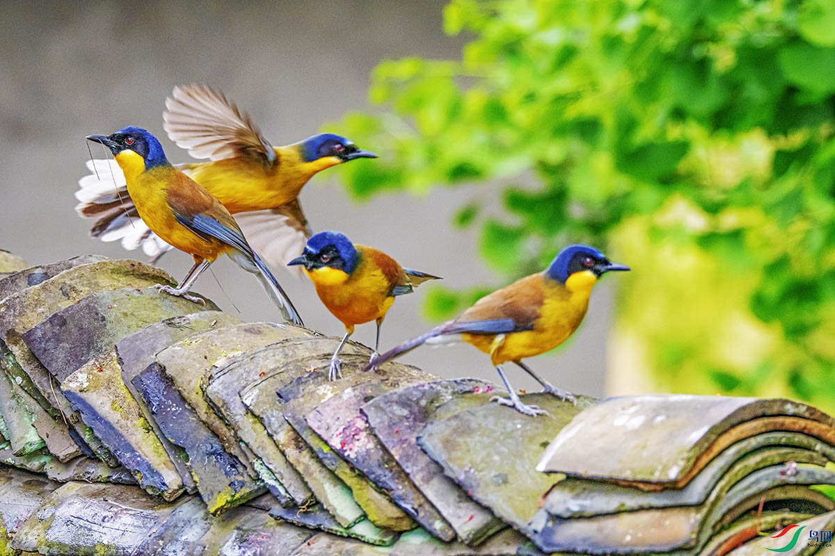 DSC_3583-����ǿ.jpg