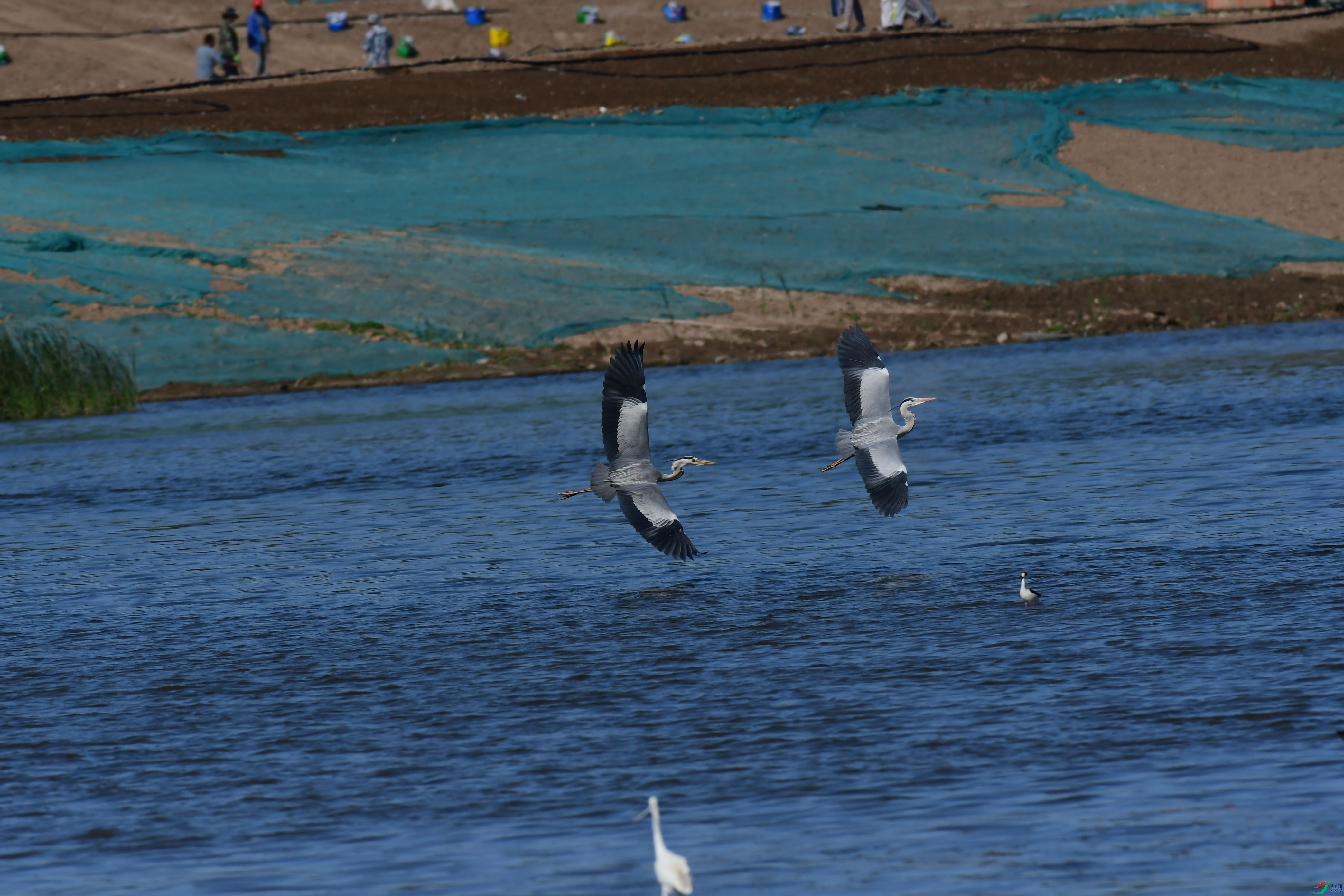 DSC_9431_��ͼ��.jpg