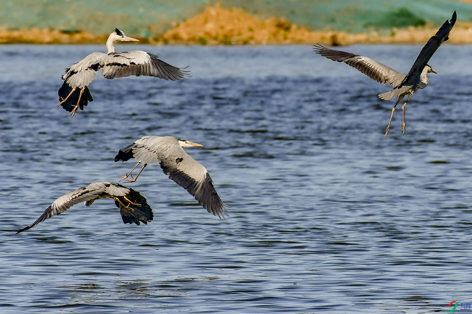 DSC_9468_��ͼ��_1.jpg