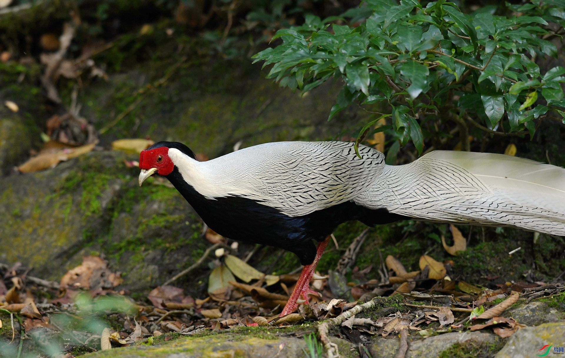 DSC_2026.jpg