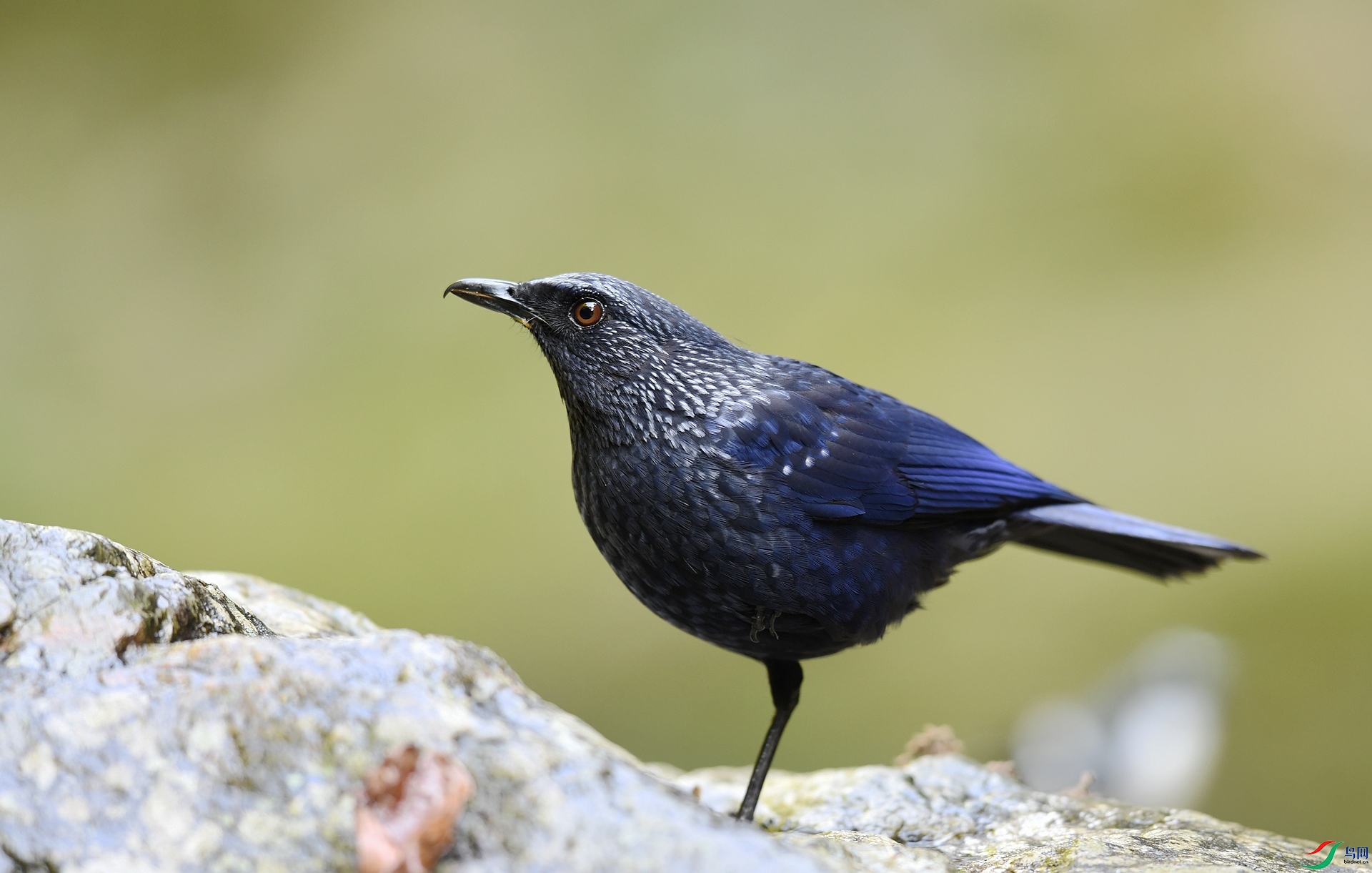 DSC_1716.jpg