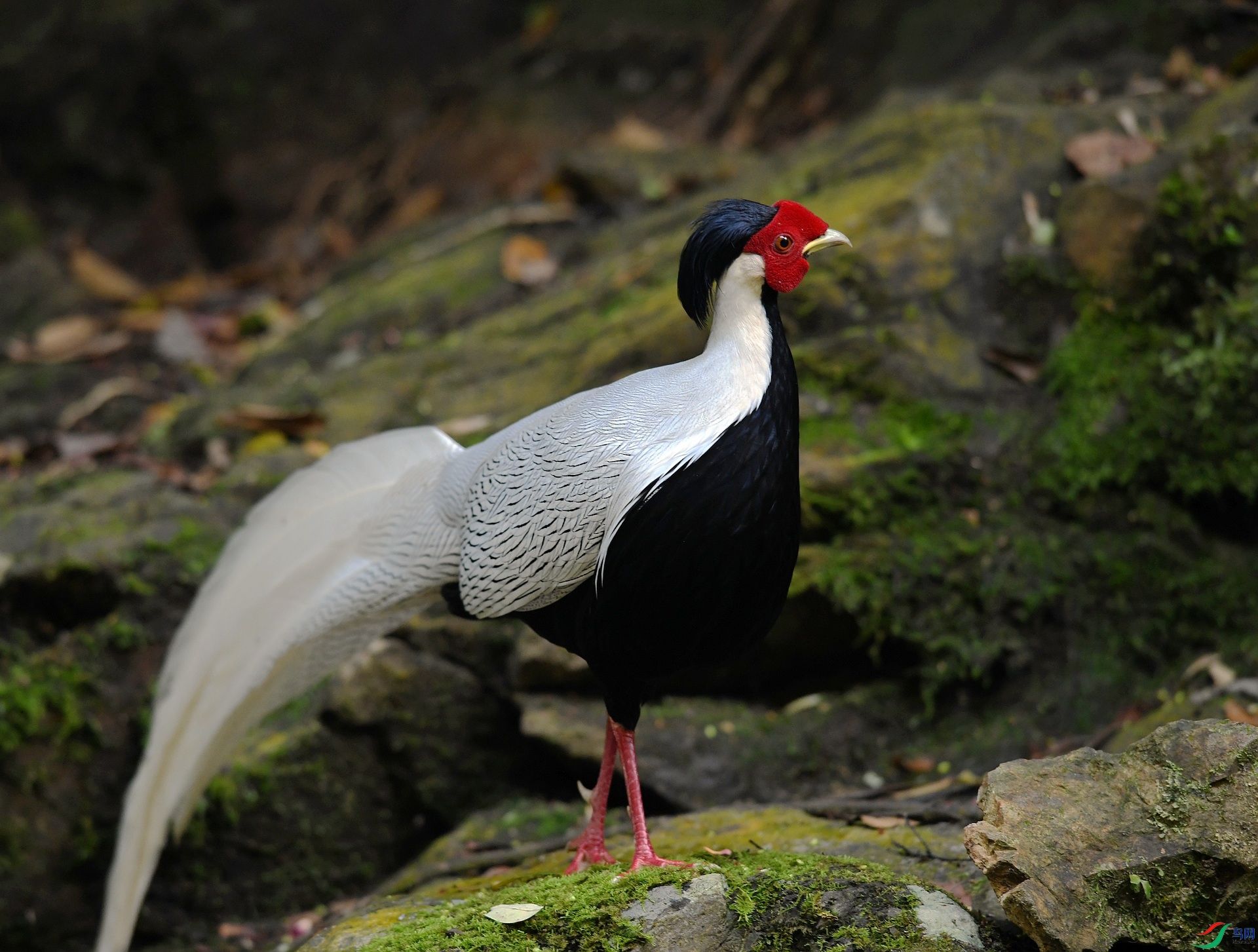 DSC_2454.jpg