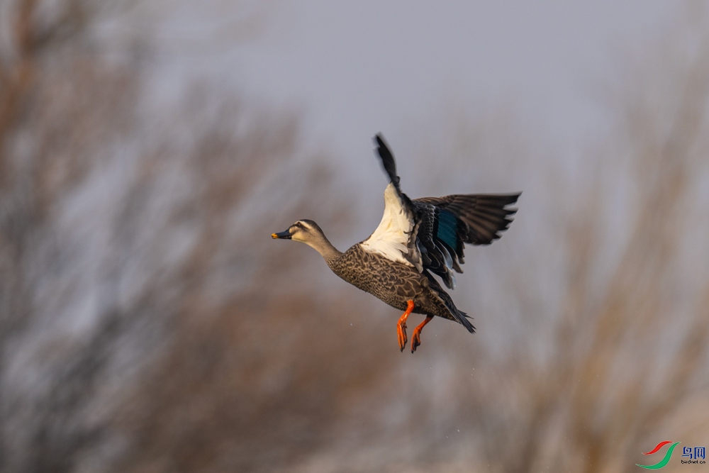 DSC_5645.jpg