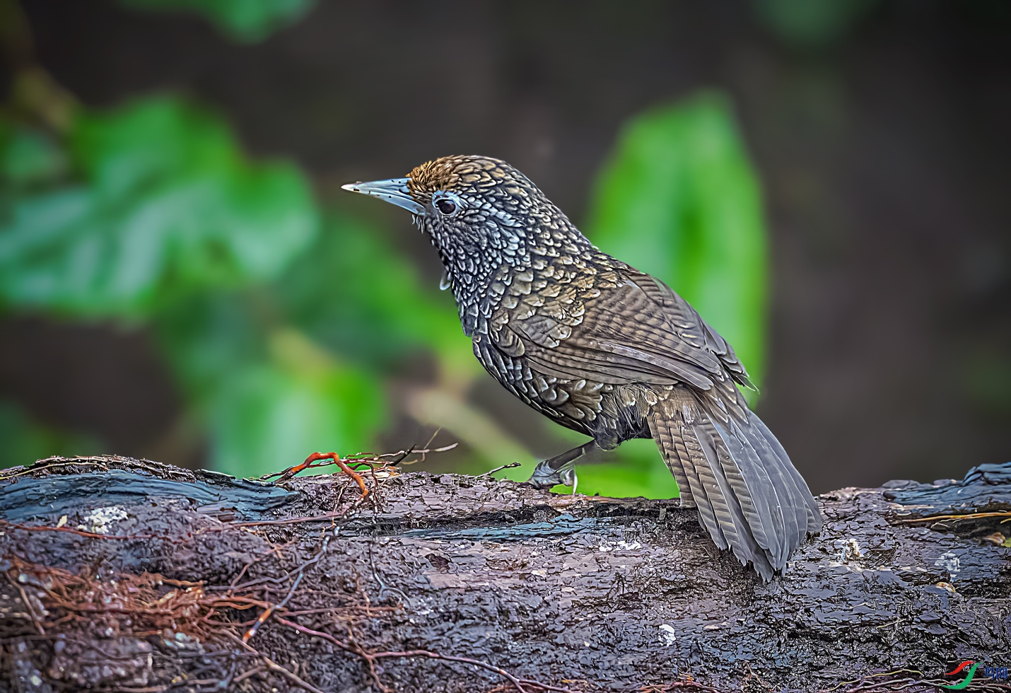 Ш������