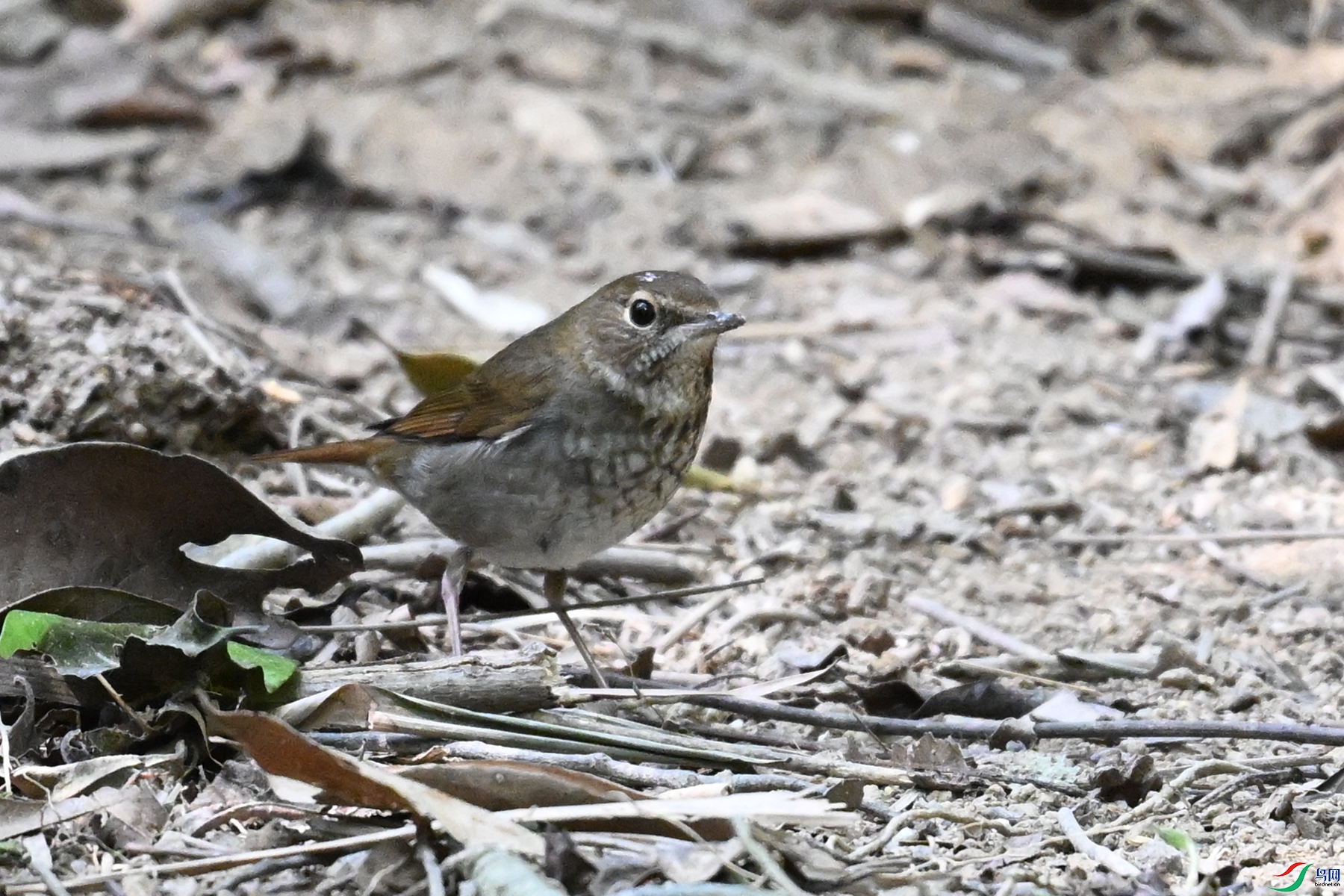 DSC_7468.JPG