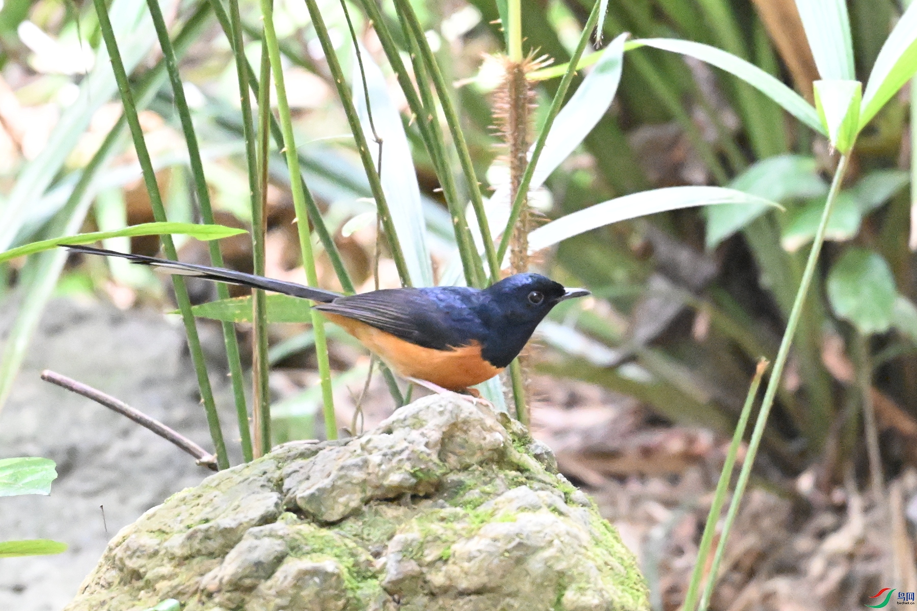DSC_7484.JPG