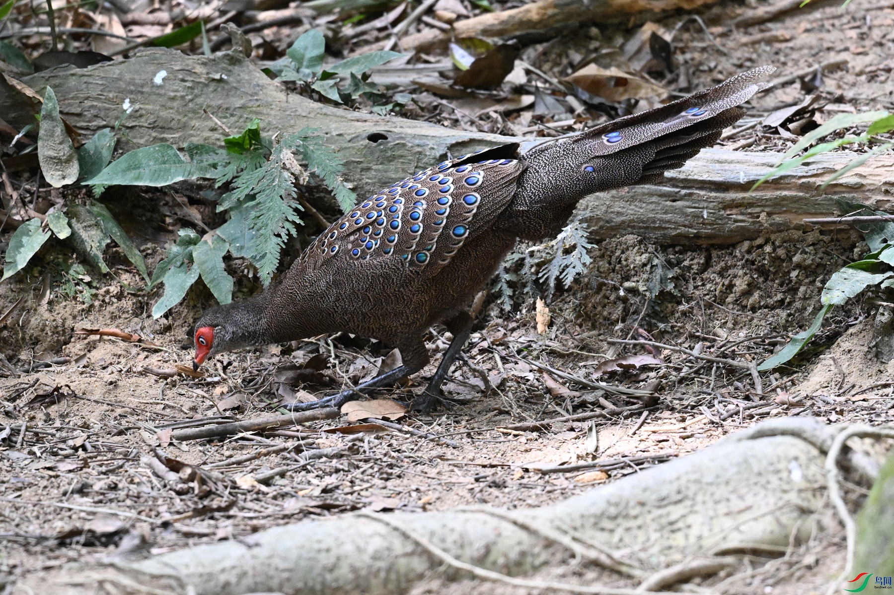 DSC_7488.JPG