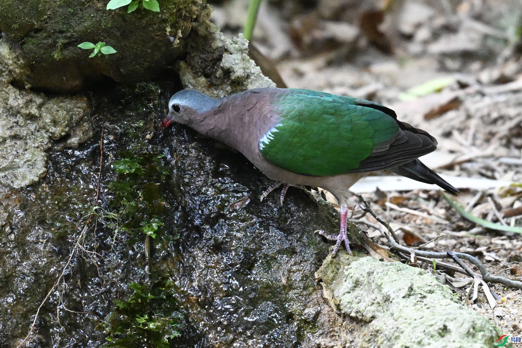 DSC_7478.JPG