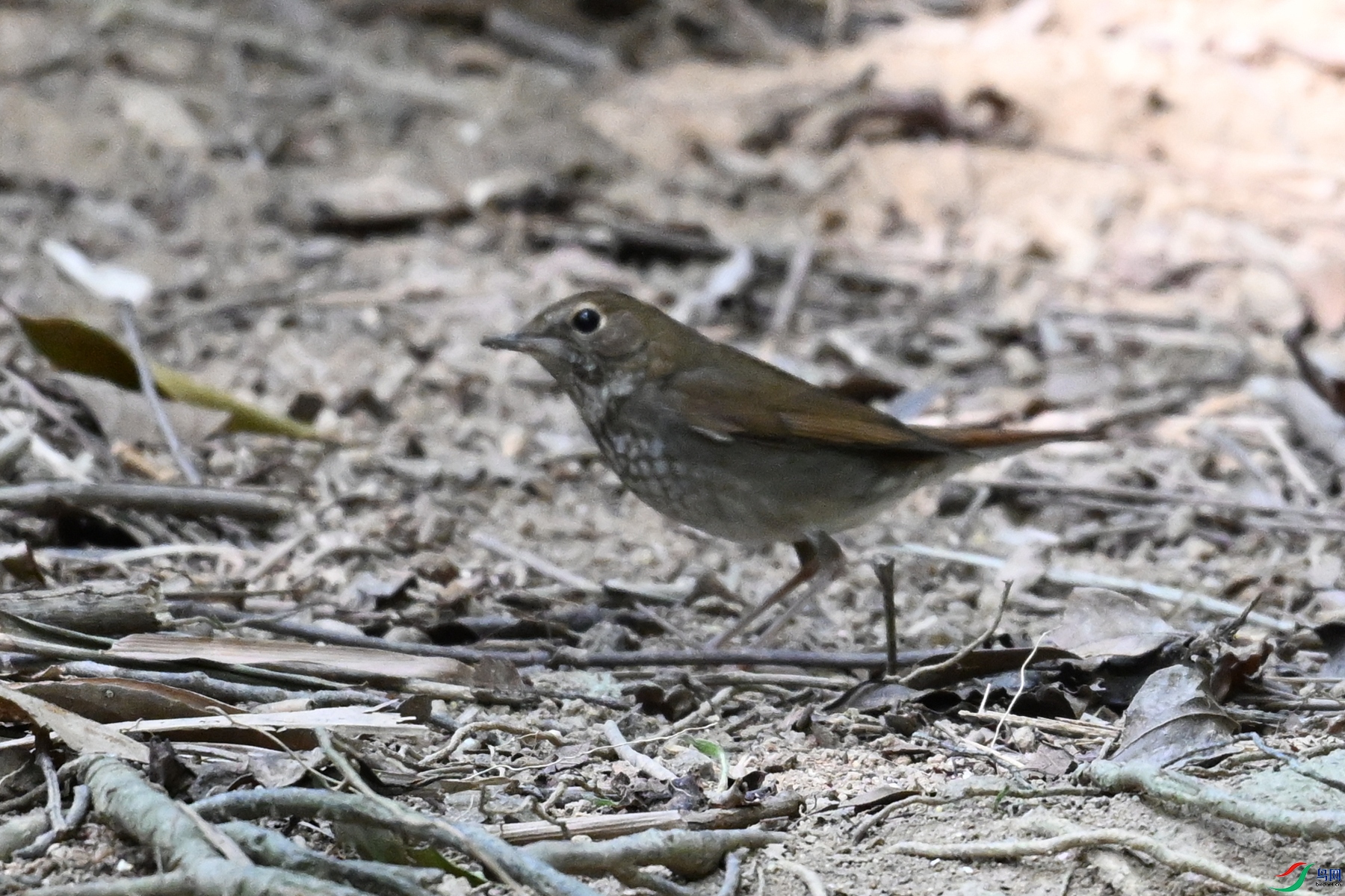 DSC_7469.JPG
