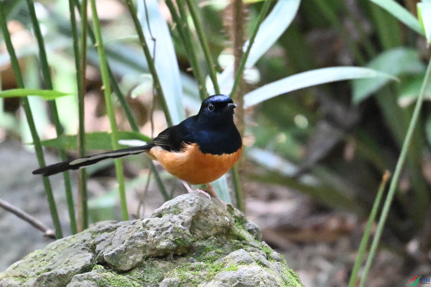 DSC_7485.JPG