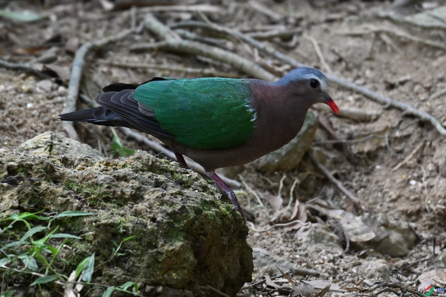 DSC_7480.JPG