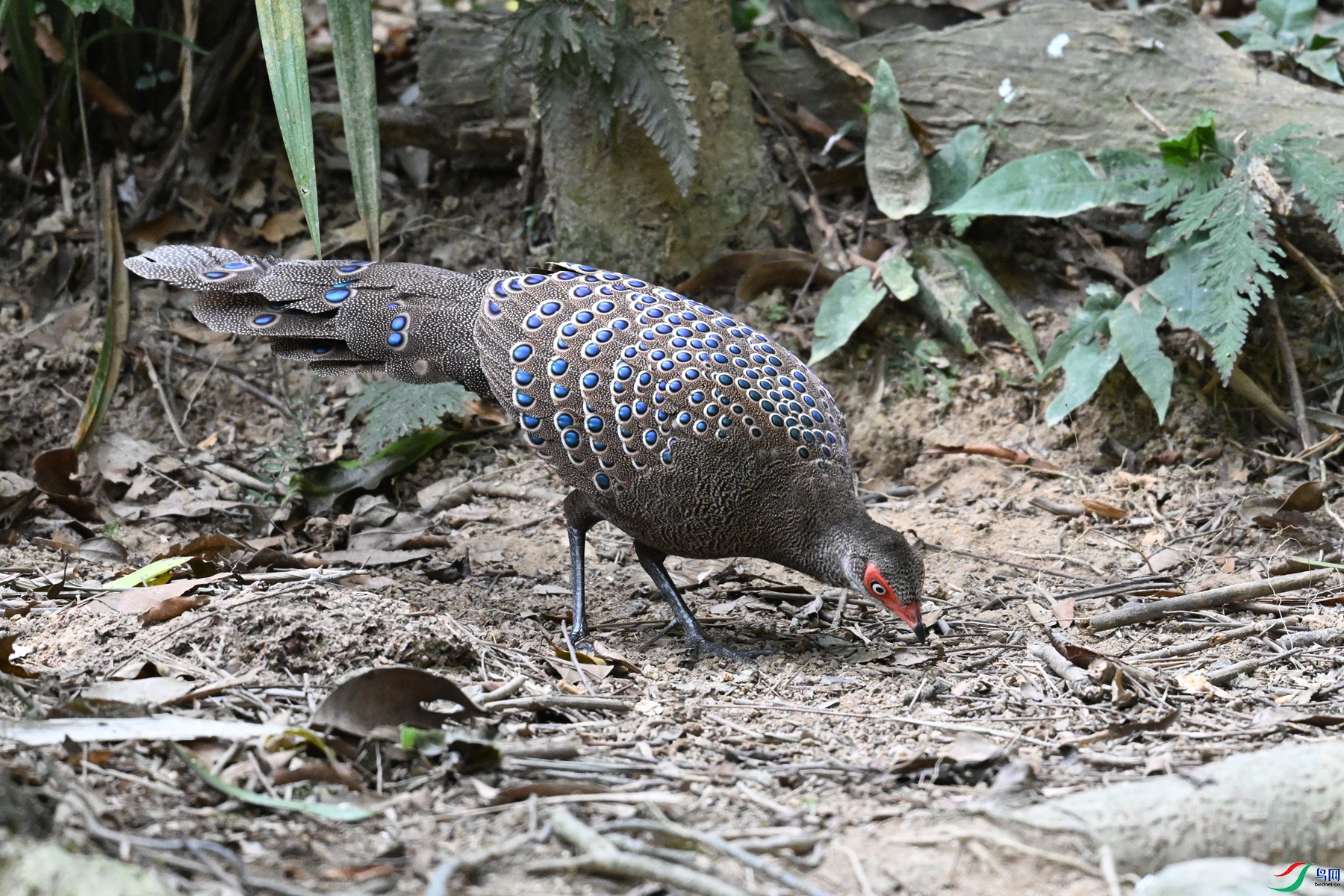 DSC_7494.JPG