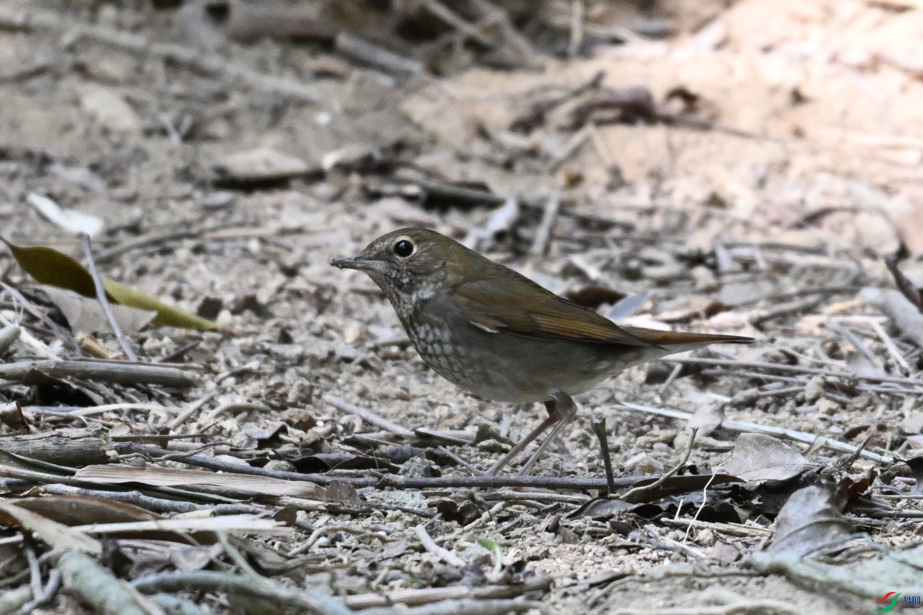 DSC_7470.JPG