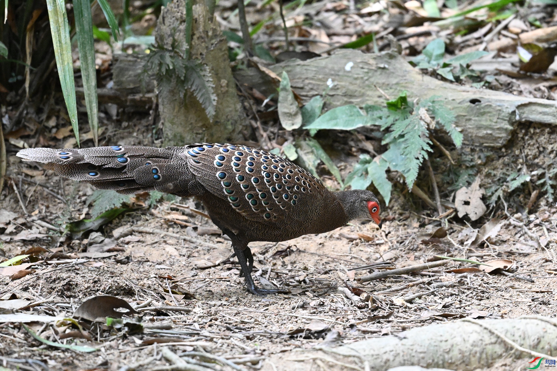 DSC_7499.JPG