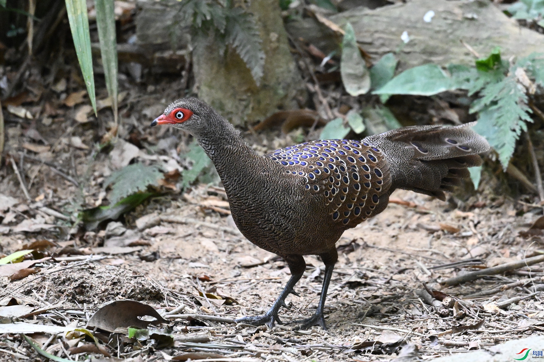 DSC_7504.JPG