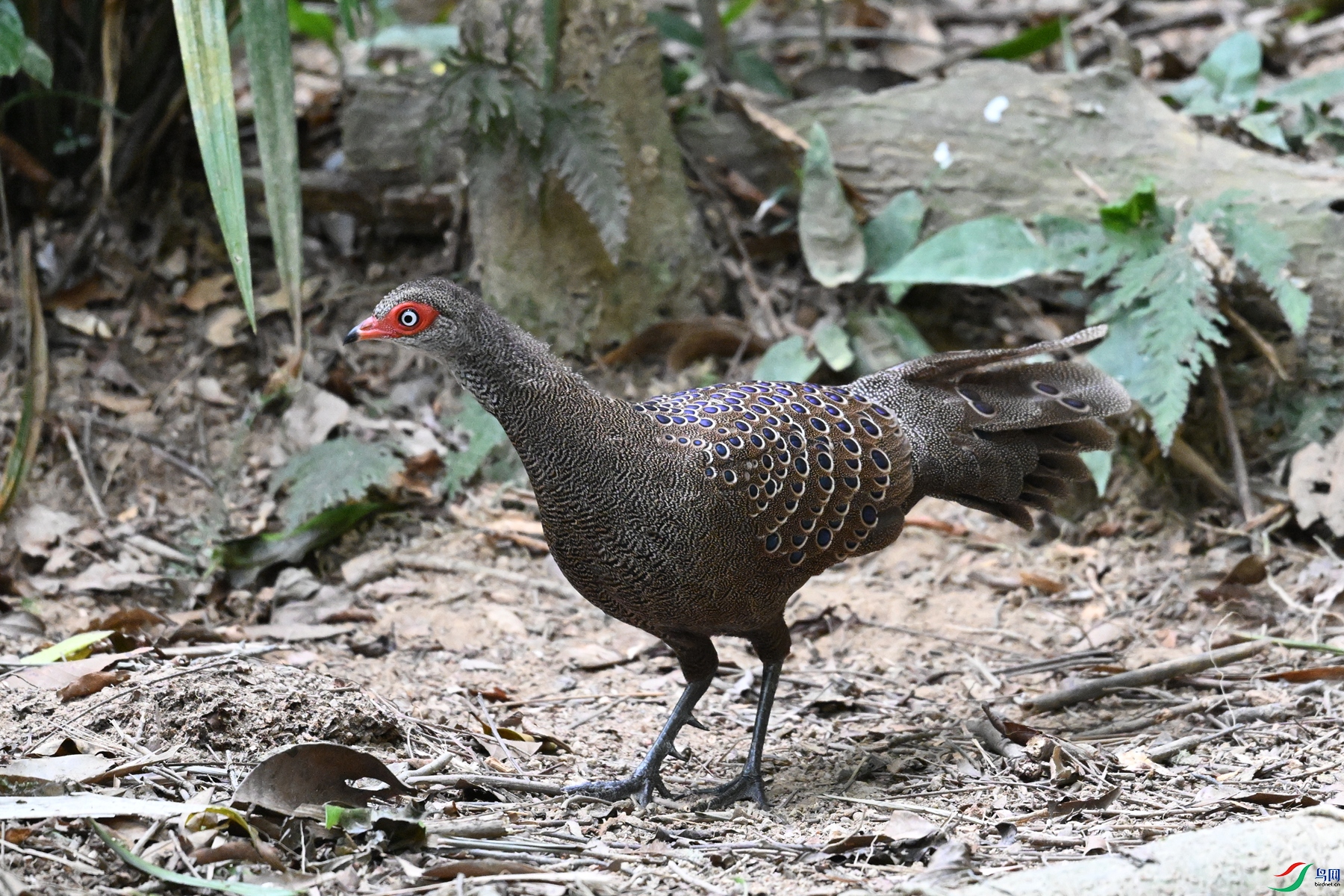 DSC_7505.JPG