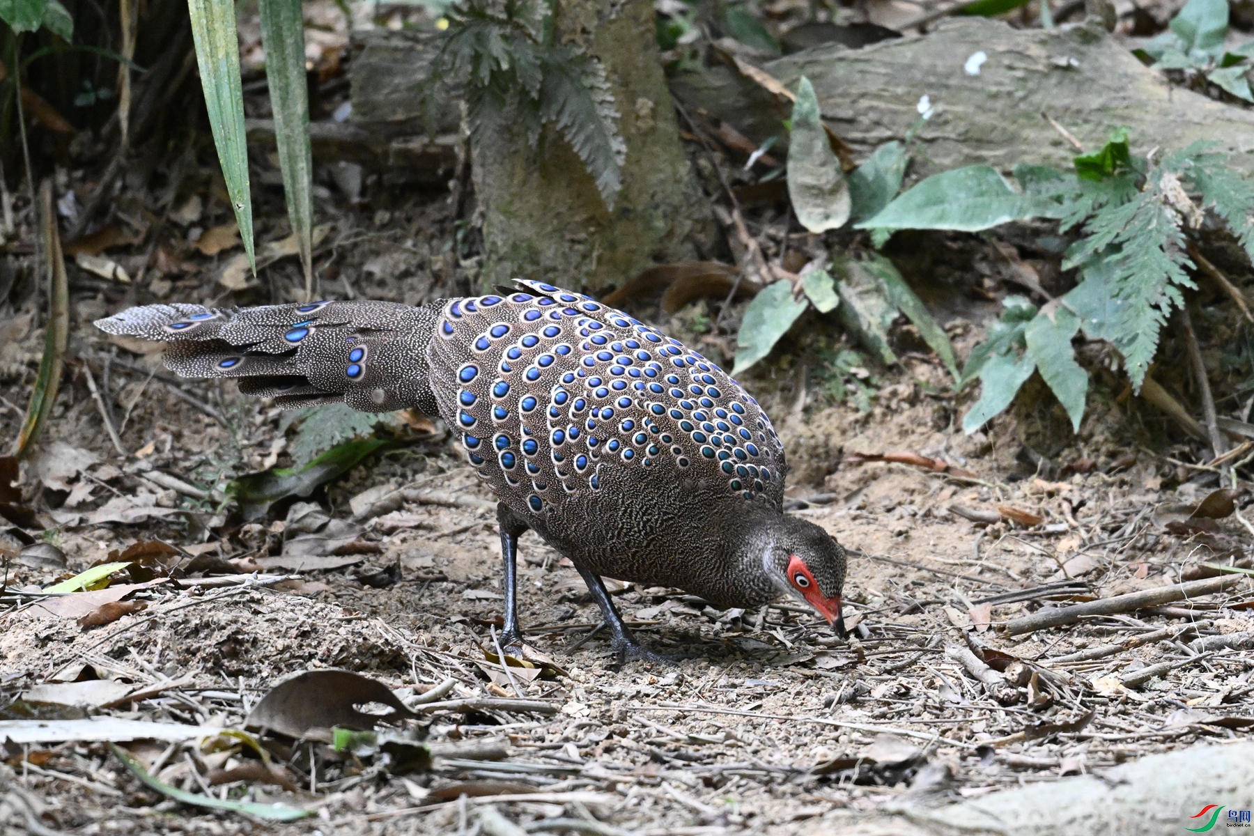 DSC_7497.JPG