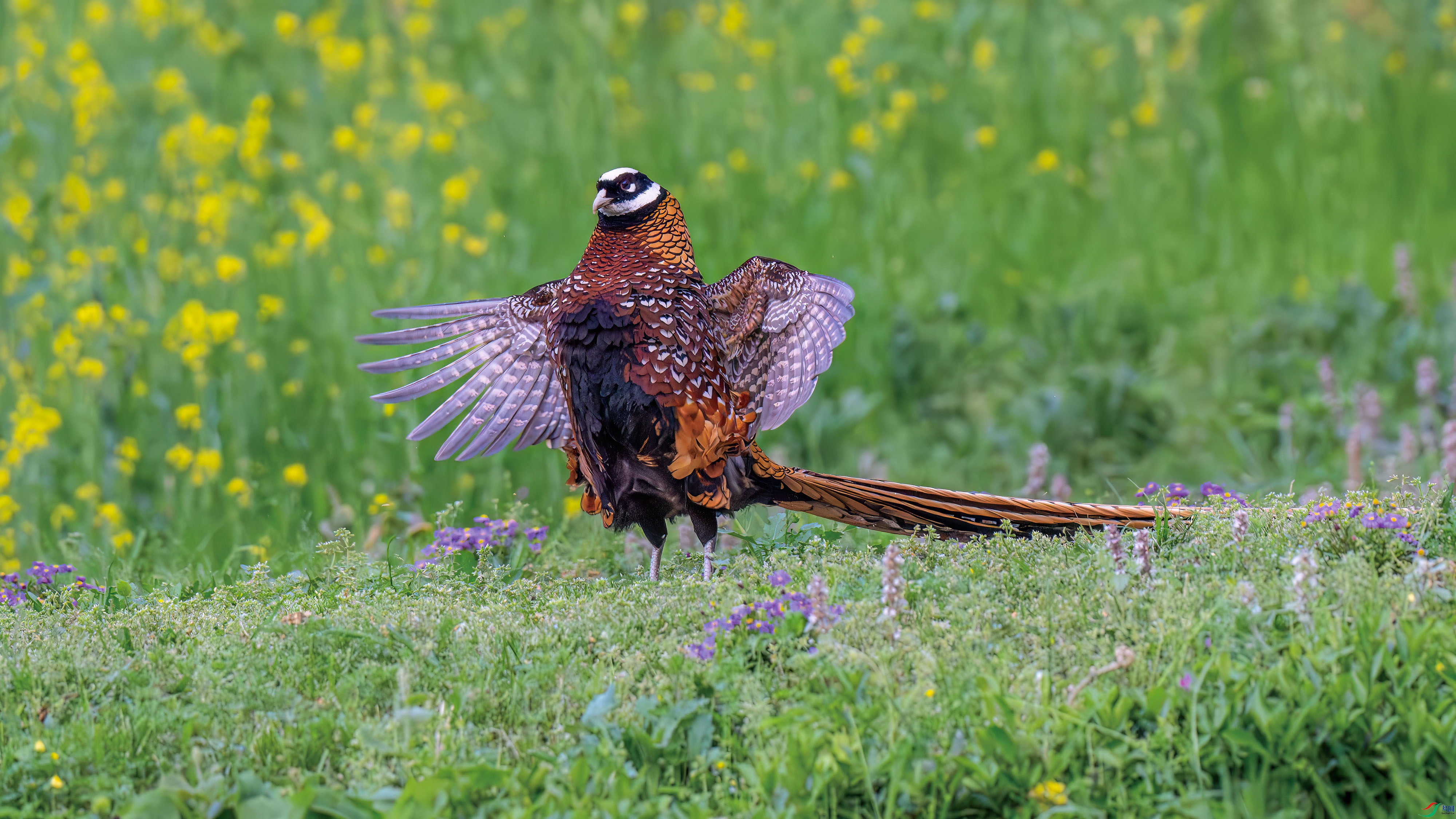 DSC_4442.jpg
