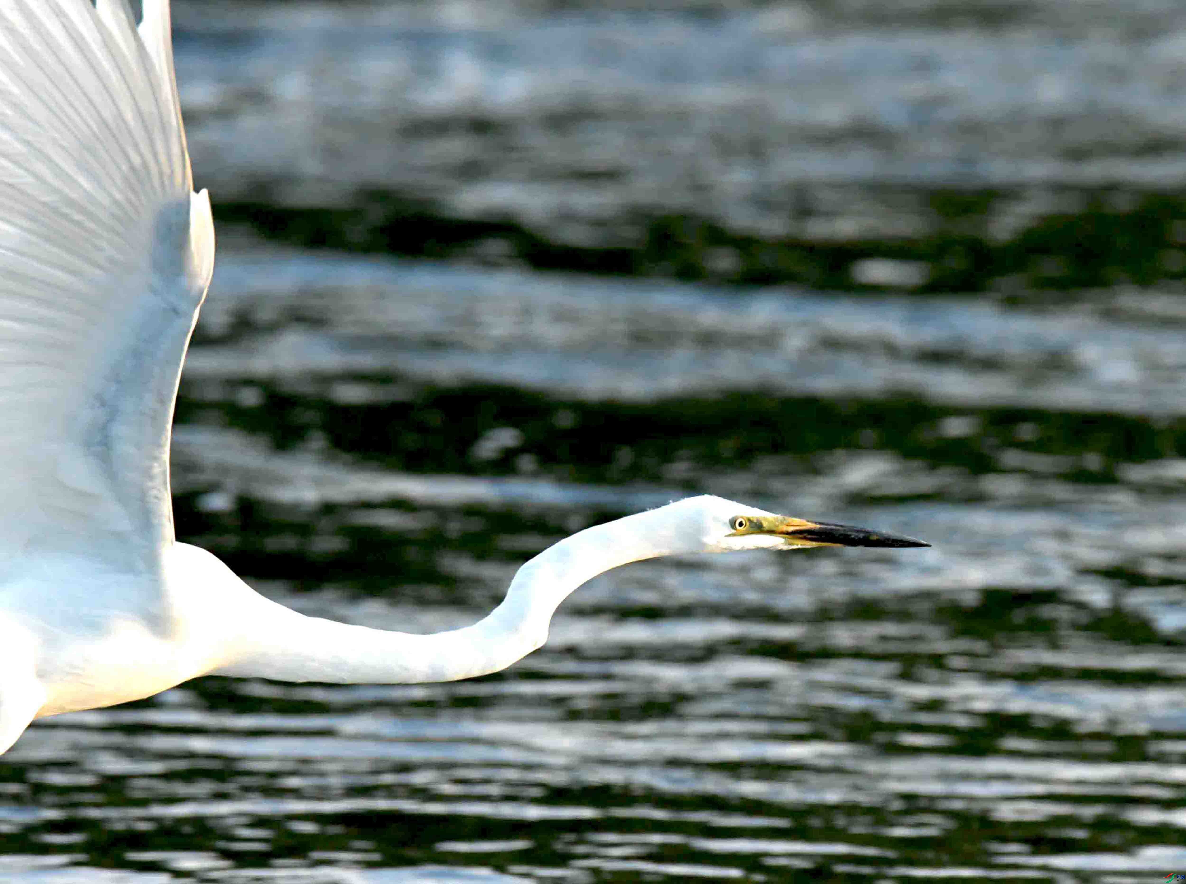DSC_7470.JPG