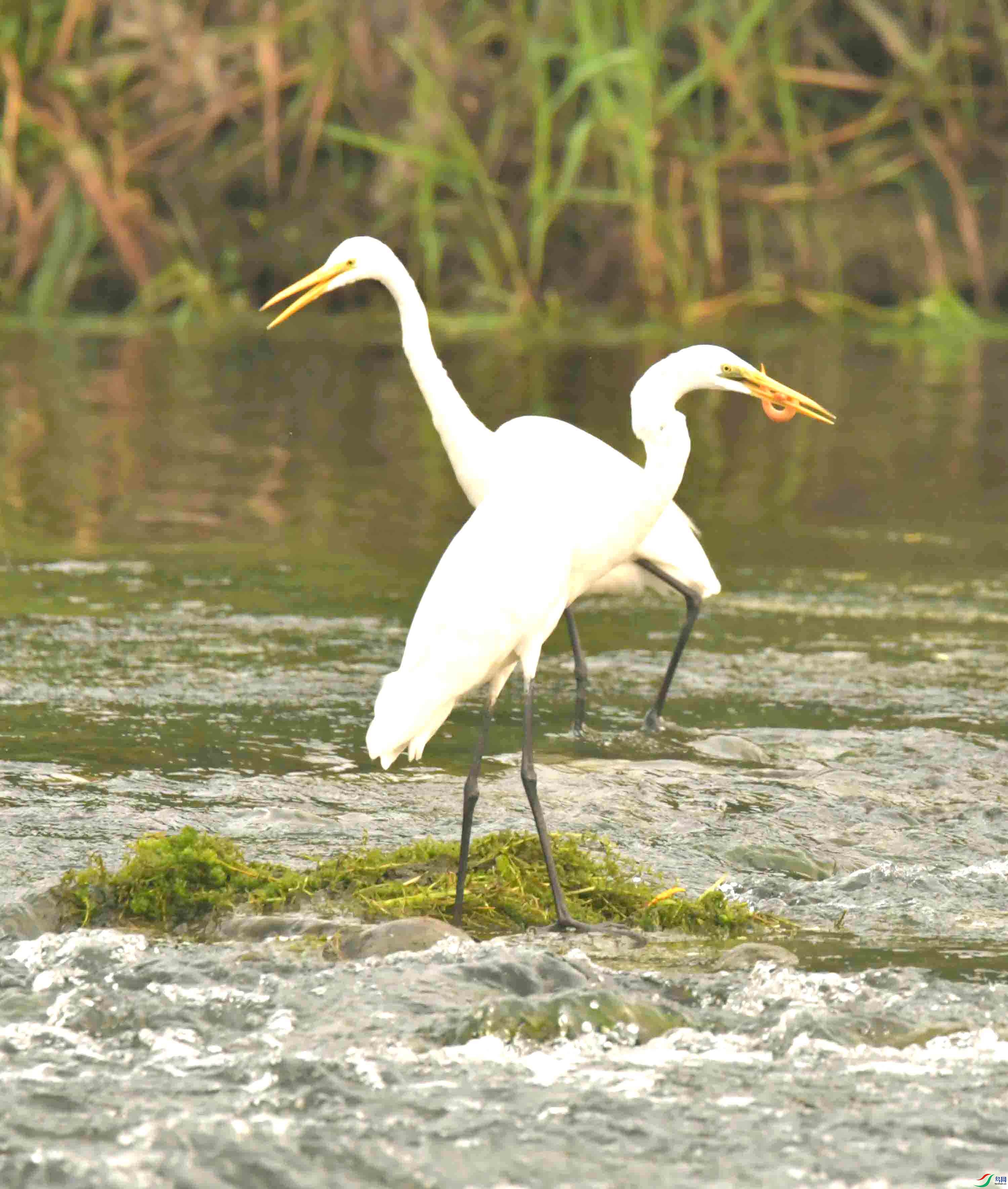 DSC_7529.JPG