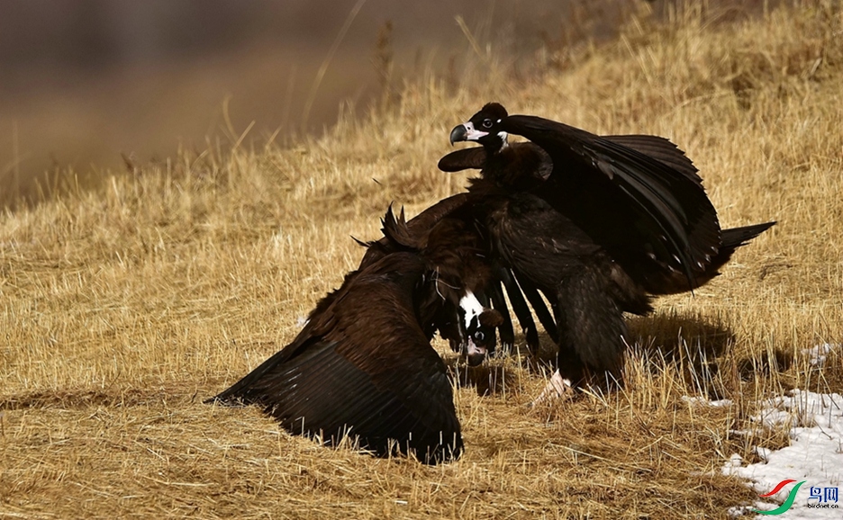 ��ͷ���䣿