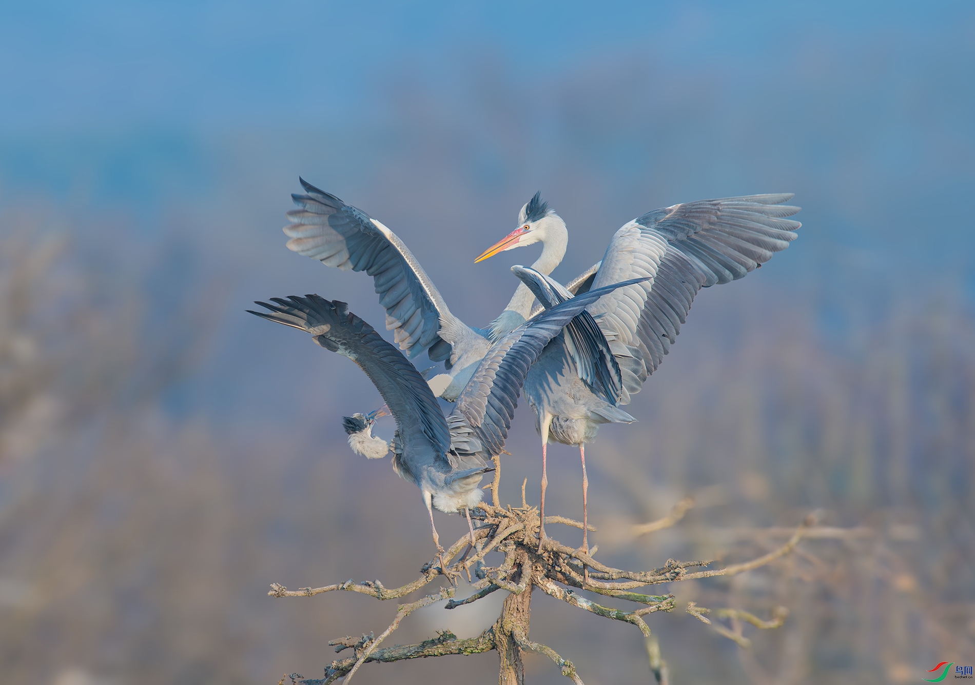 DSC_5571-����ǿ-NR ���� 2.jpg