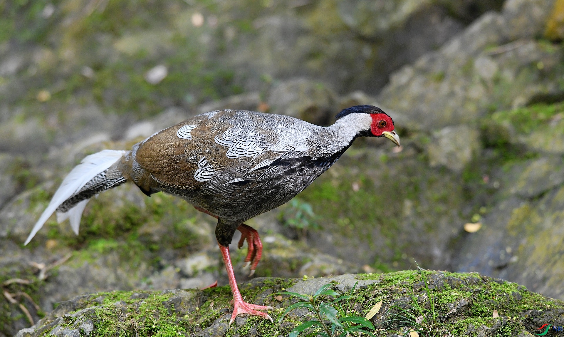 DSC_5046.jpg