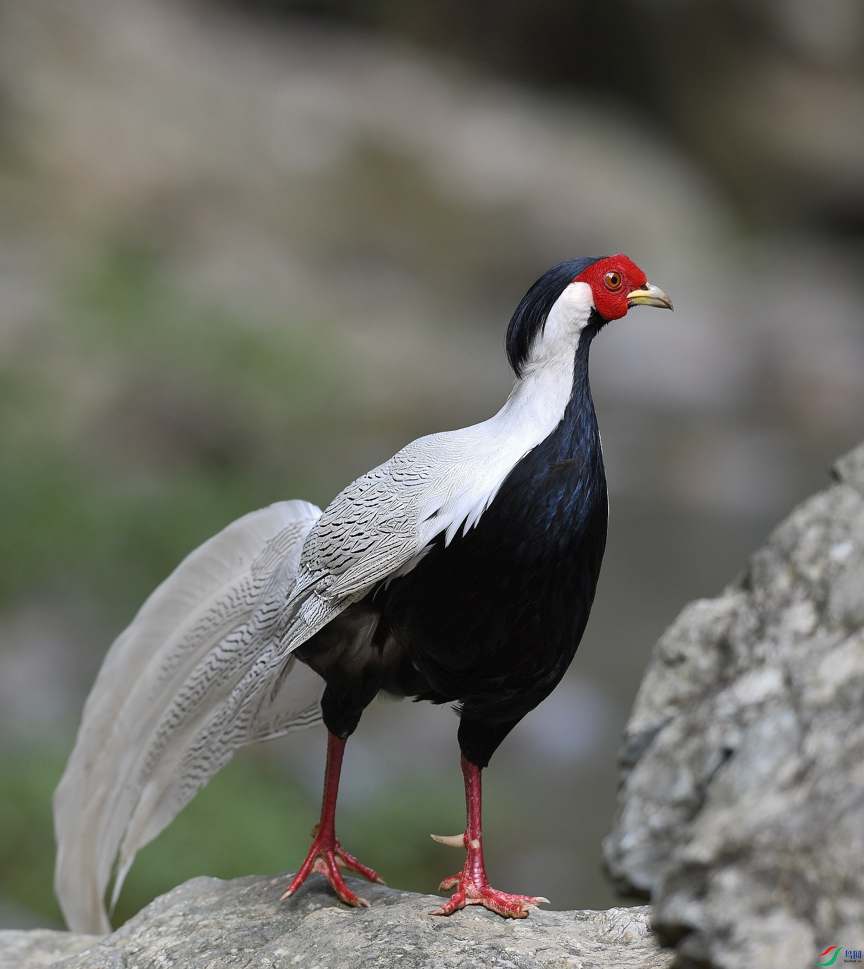 DSC_5264.jpg