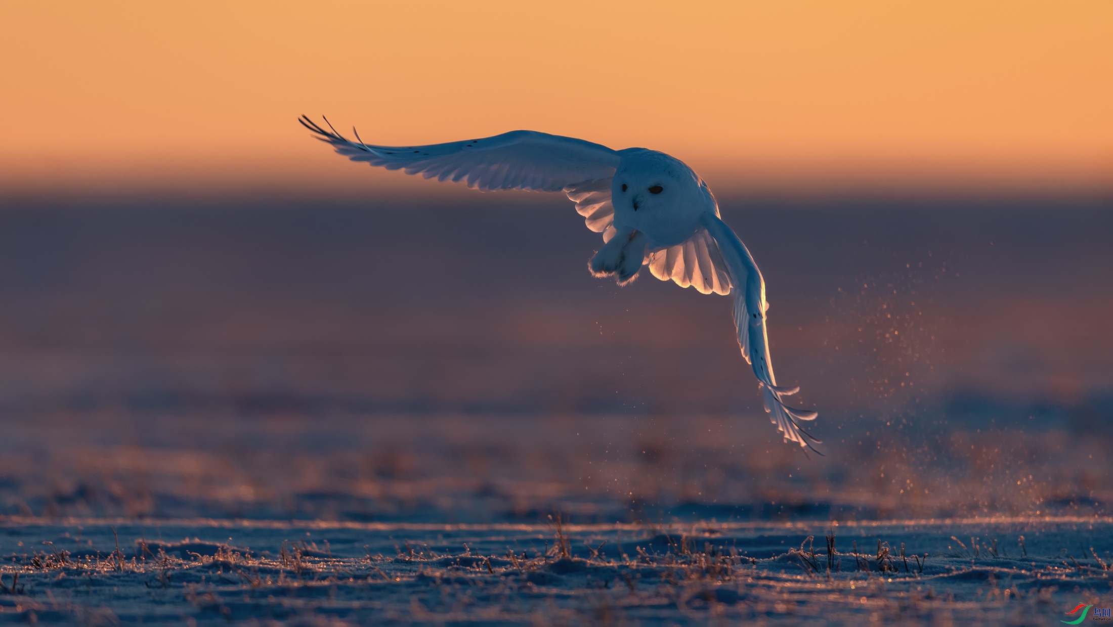 ѩ�^
