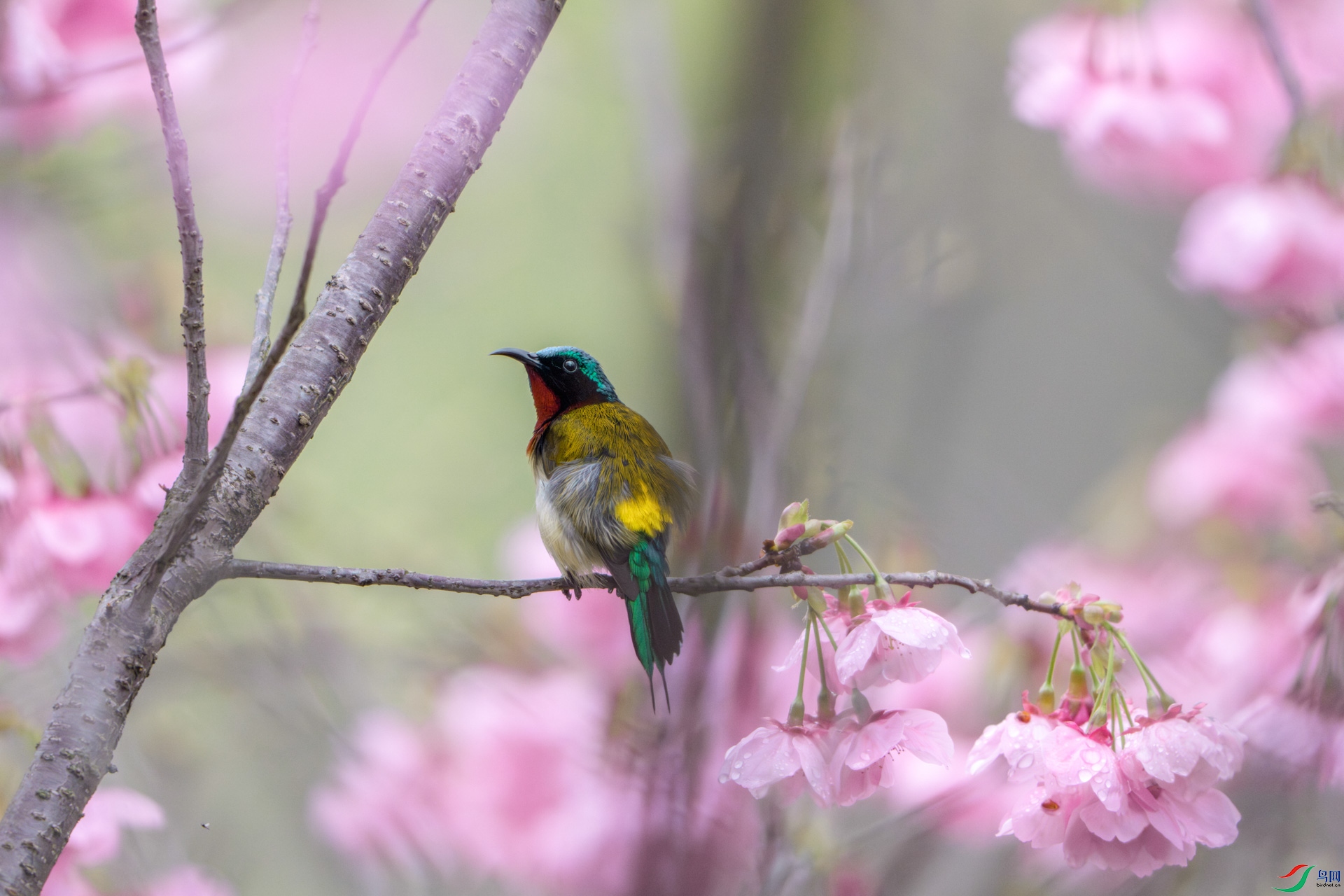 ��ֳ��С�ƻ�