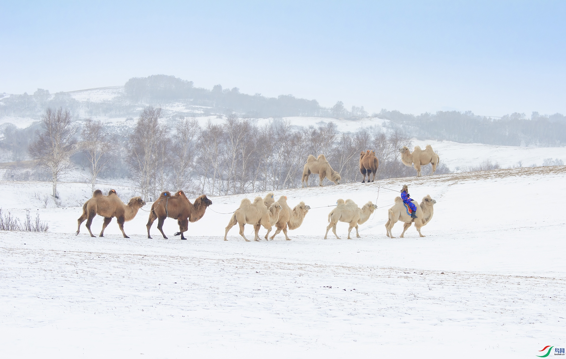 _DSC0811- ��������.jpg