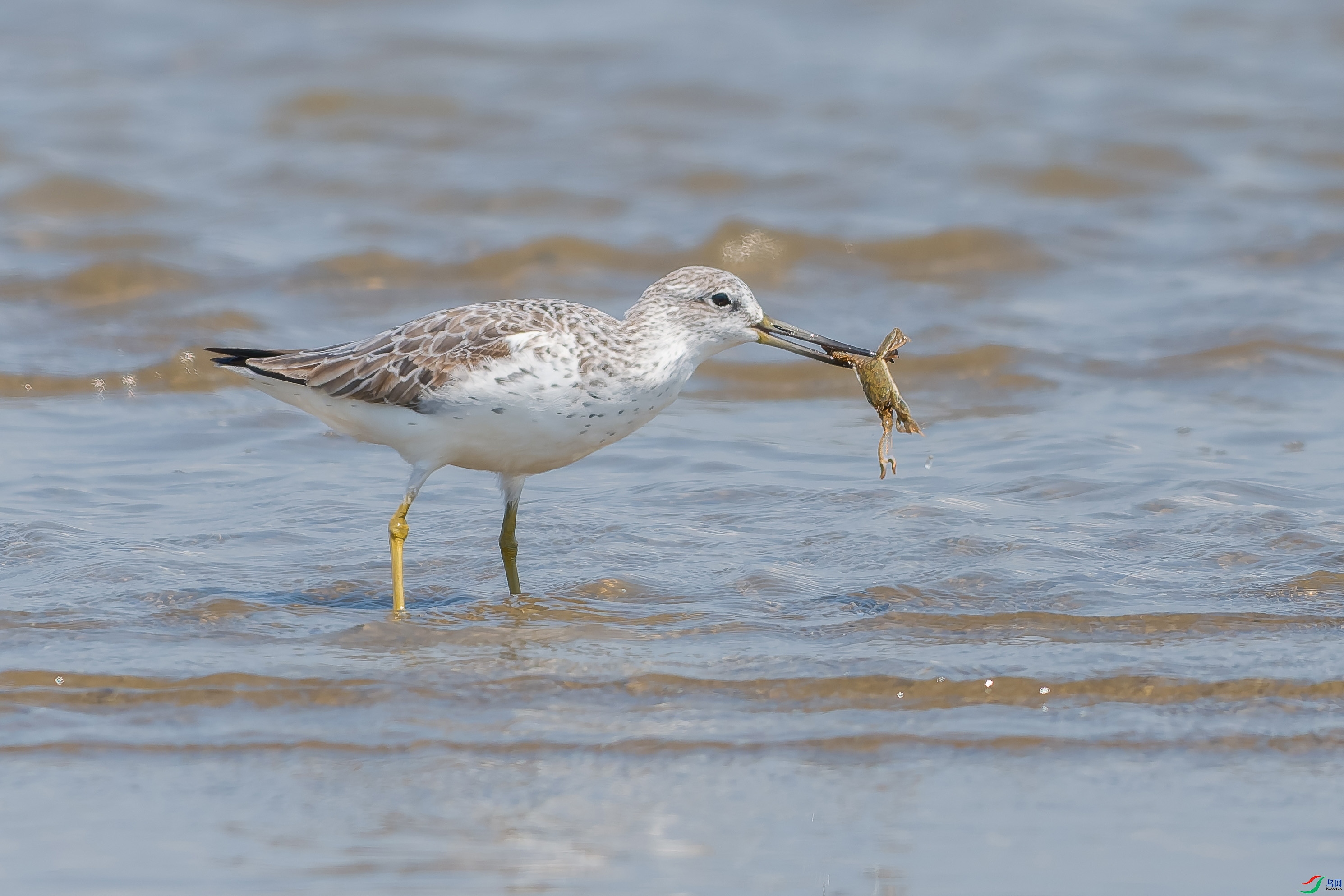 4.6qpwu2021��ʦ��Ʒ   С����ʳ (ף���ٻ�ÿ��һͼ).jpg