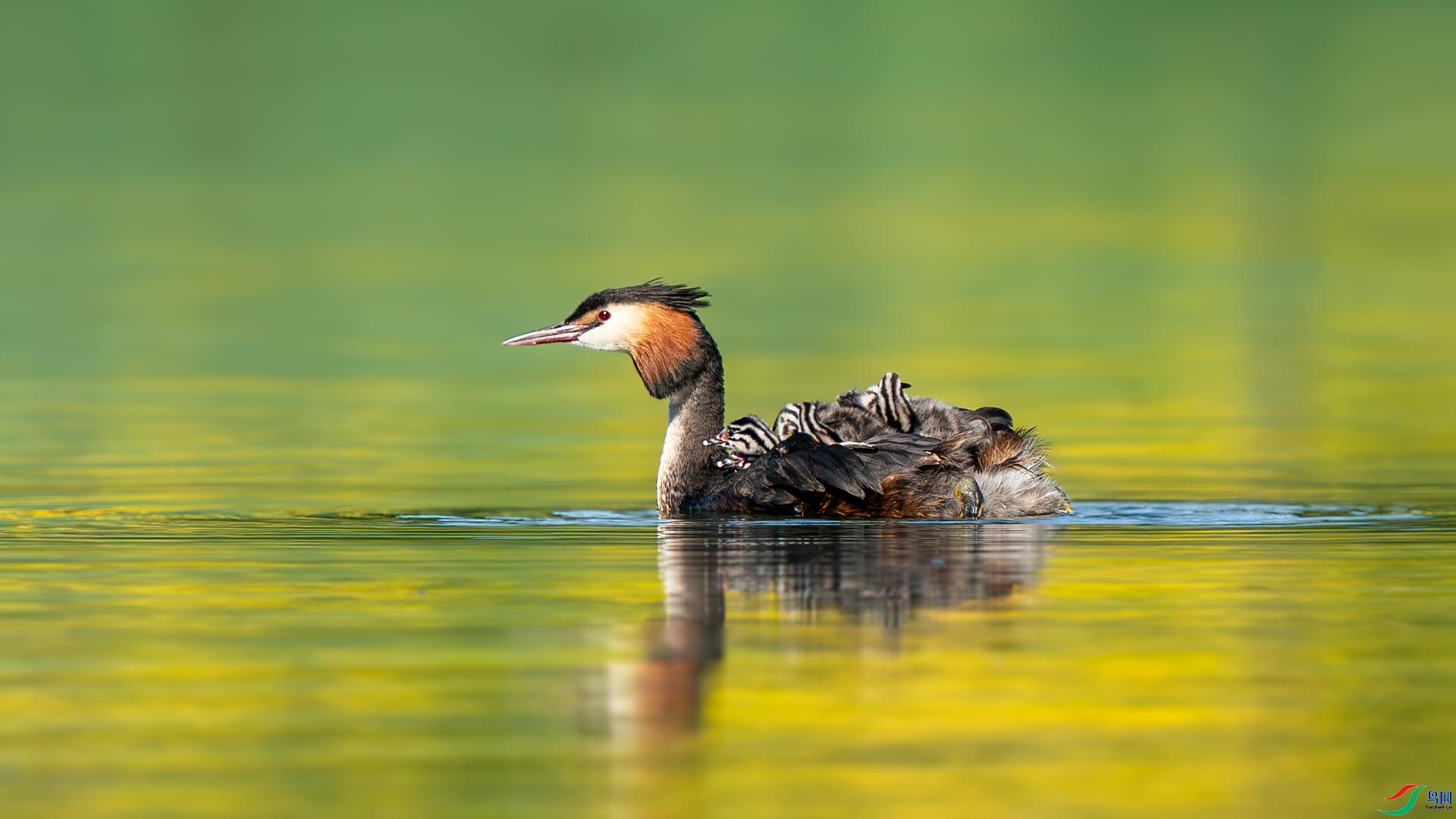 4.6����������ʦ��Ʒ   ����ĸ�� ��ף���ٻ����������.jpg