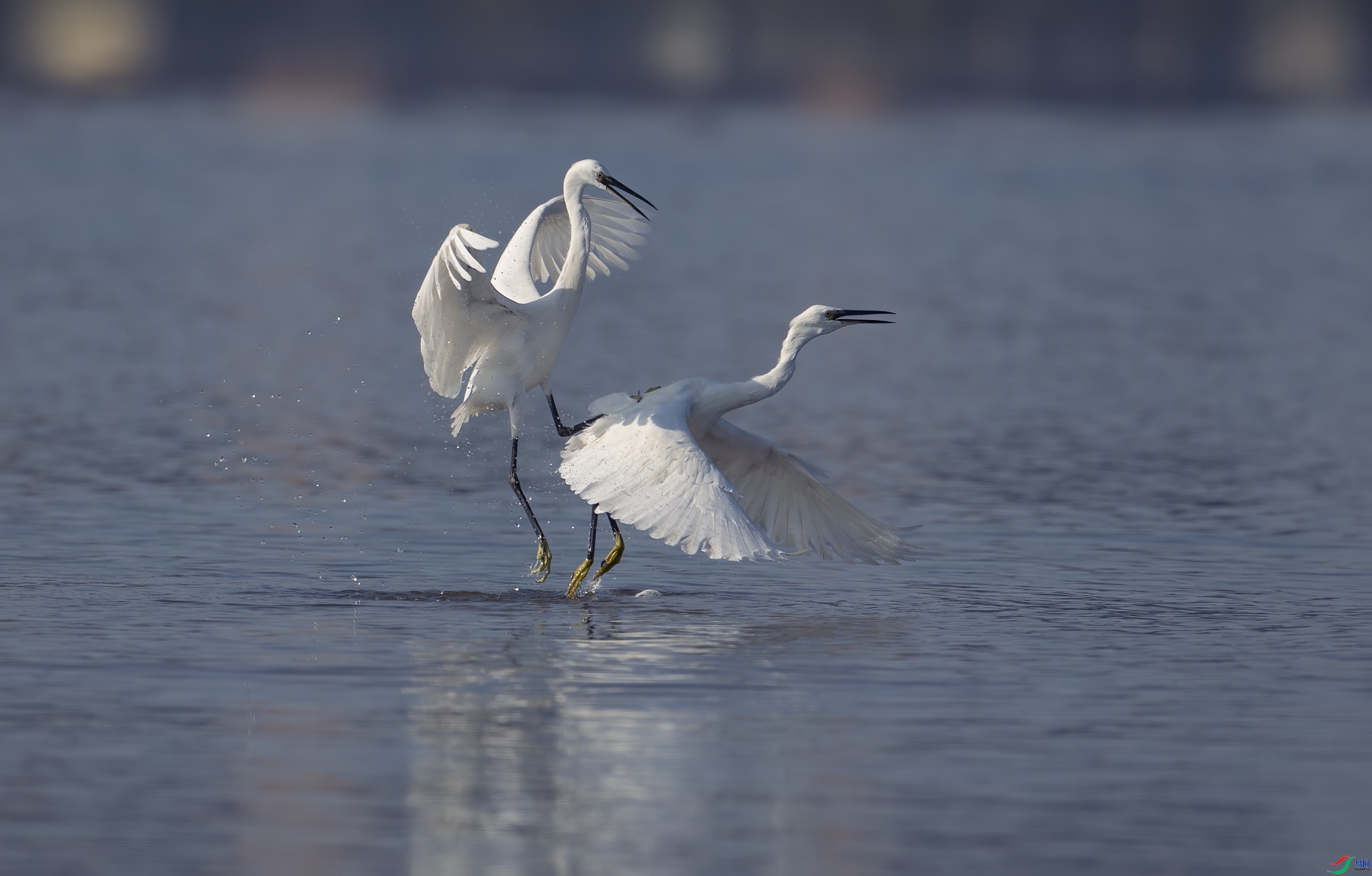 4.7������jn��ʦ��Ʒ   �������� ��ף���ٻ����������.jpg