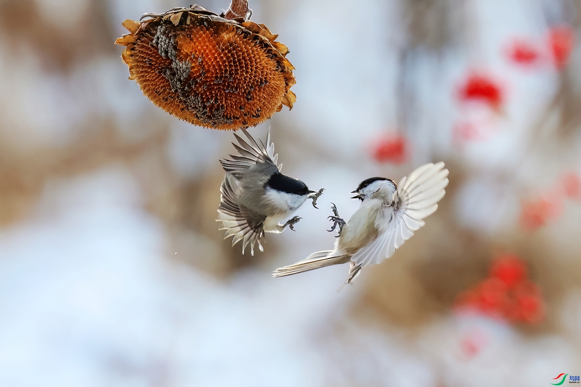 4.7���Ŀ�����ʦ��Ʒ  ����Դ� ��ף���ٻ�ÿ�ռ�����.jpg