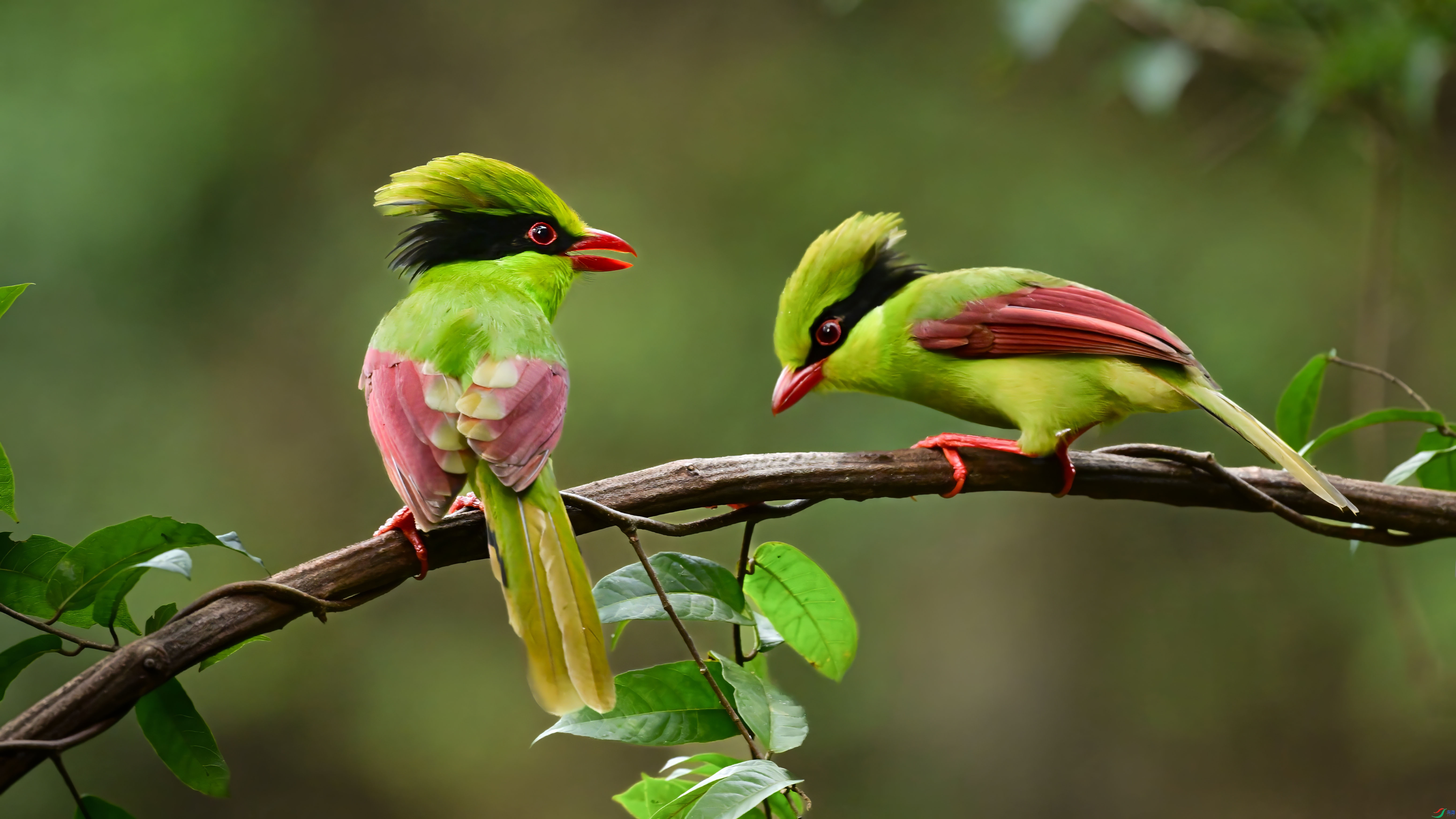 4.9С������ʦ��Ʒ   �鶯���� ��ף���ٻ����������.jpg