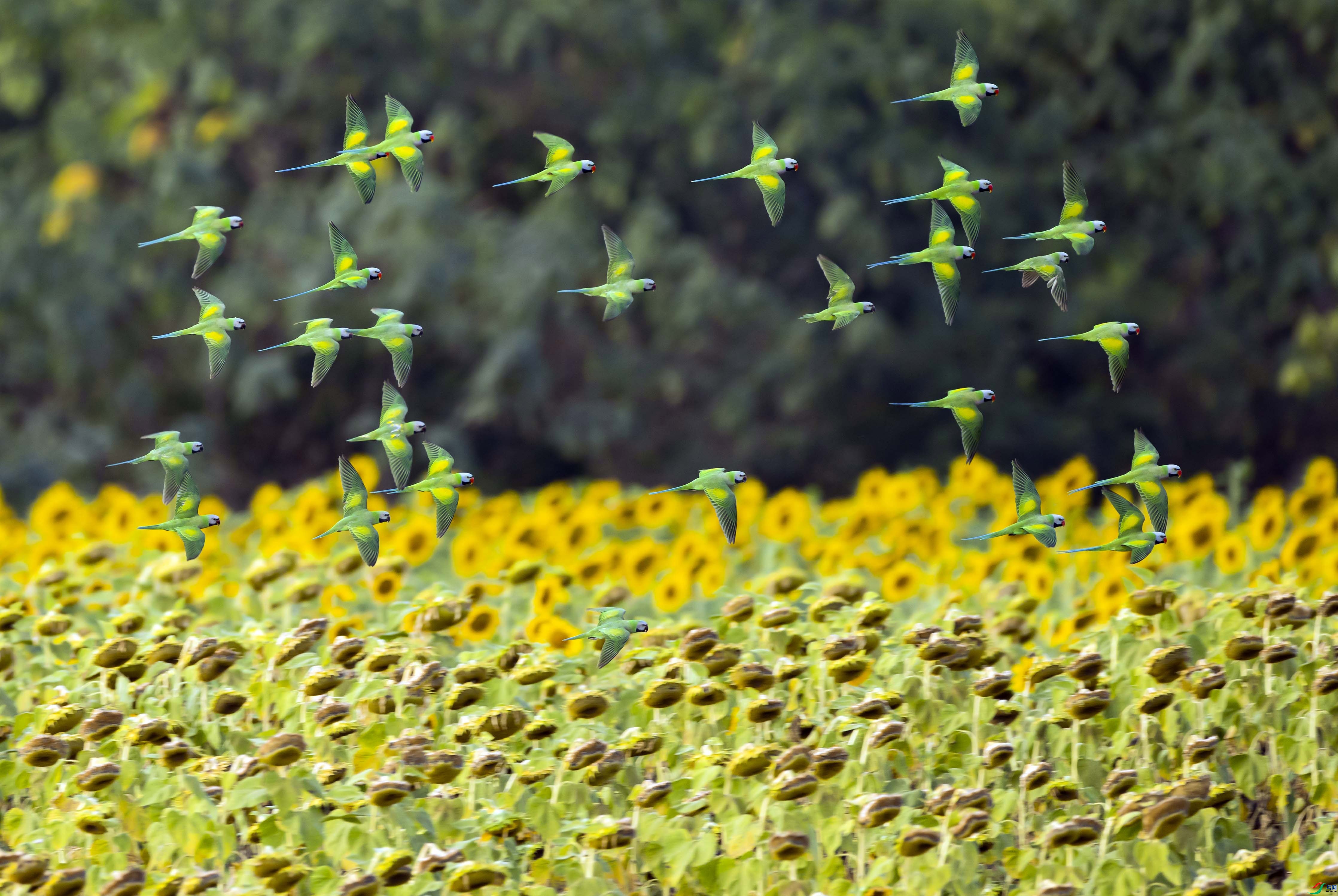 4.10�����Ժ���ʦ��Ʒ   ���ķ������տ� ��ף���ٻ�ÿ�ռ�����   .jpg