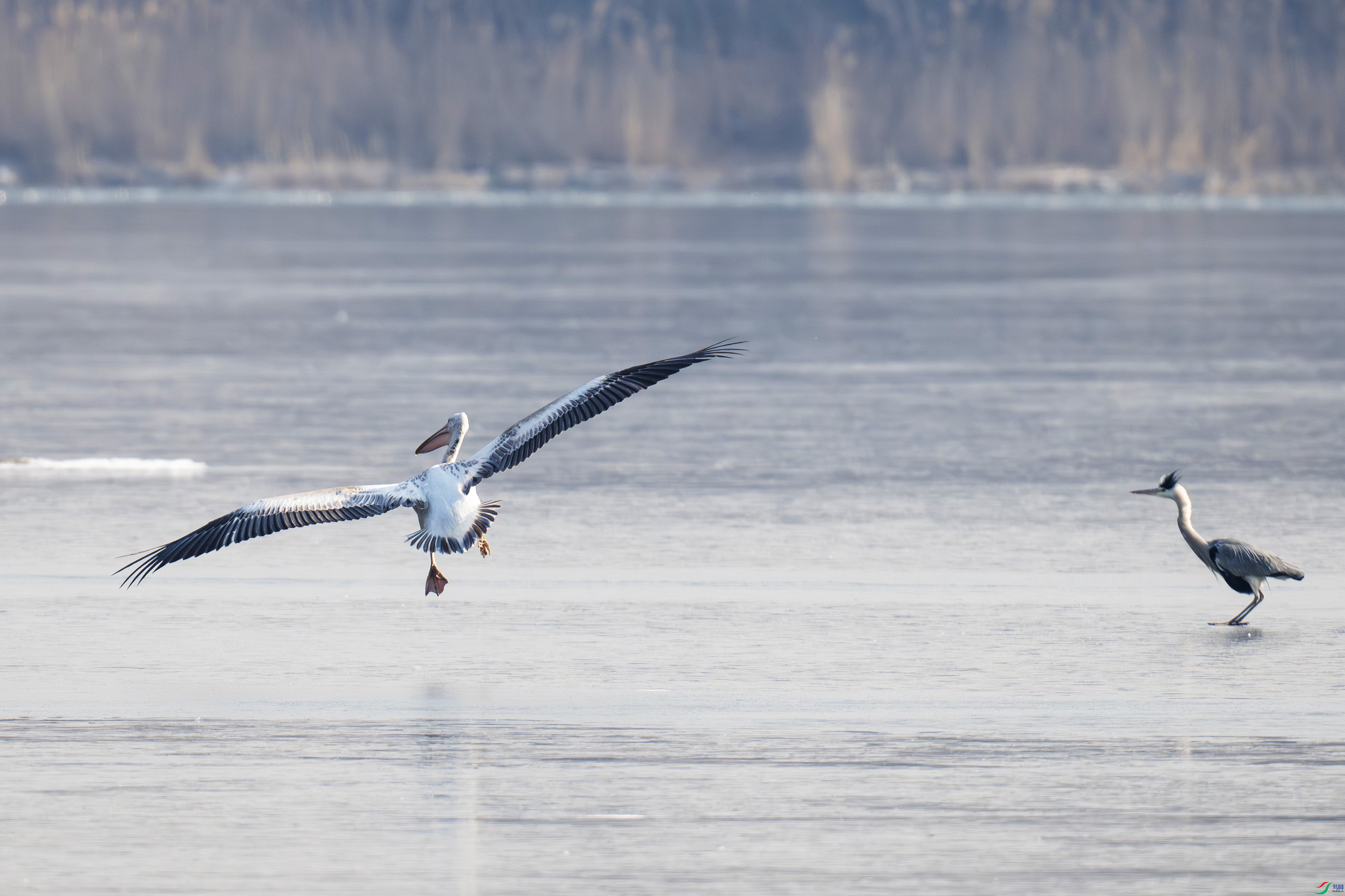 DSC_0356-����.jpg