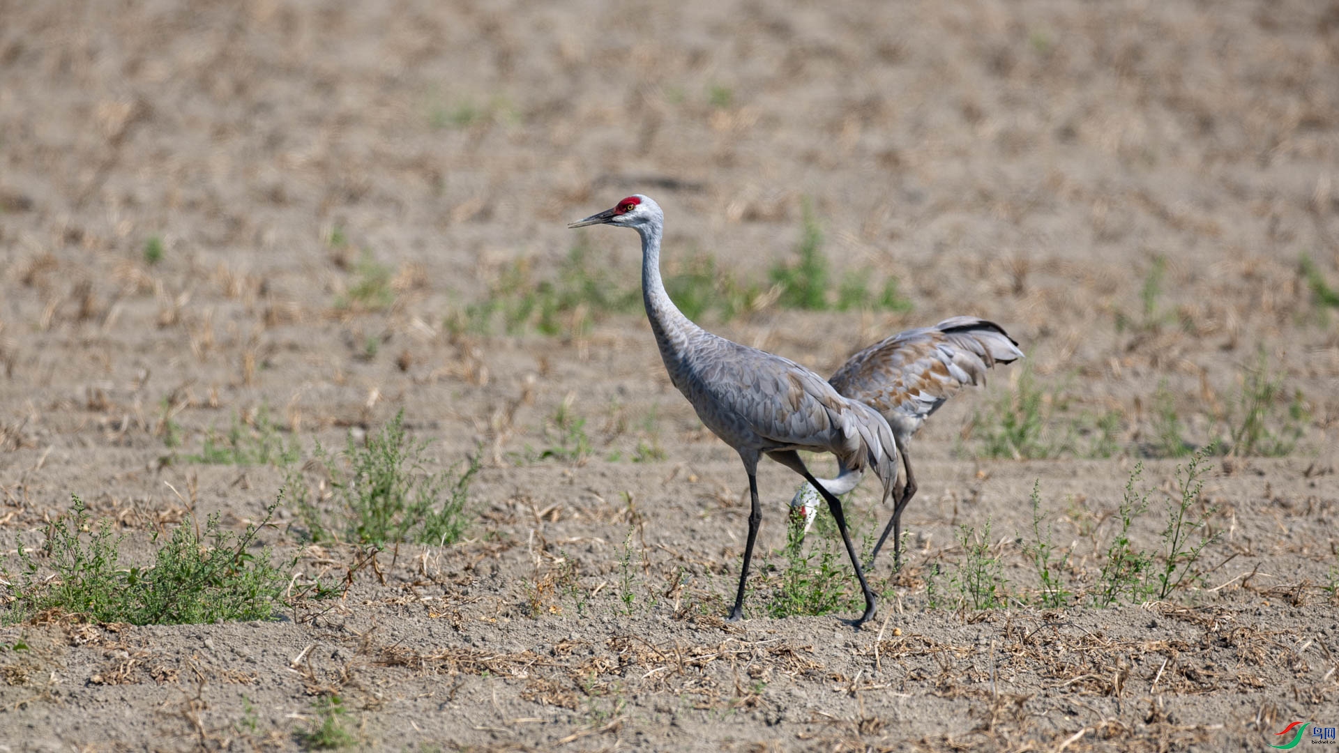 t_163267.jpg